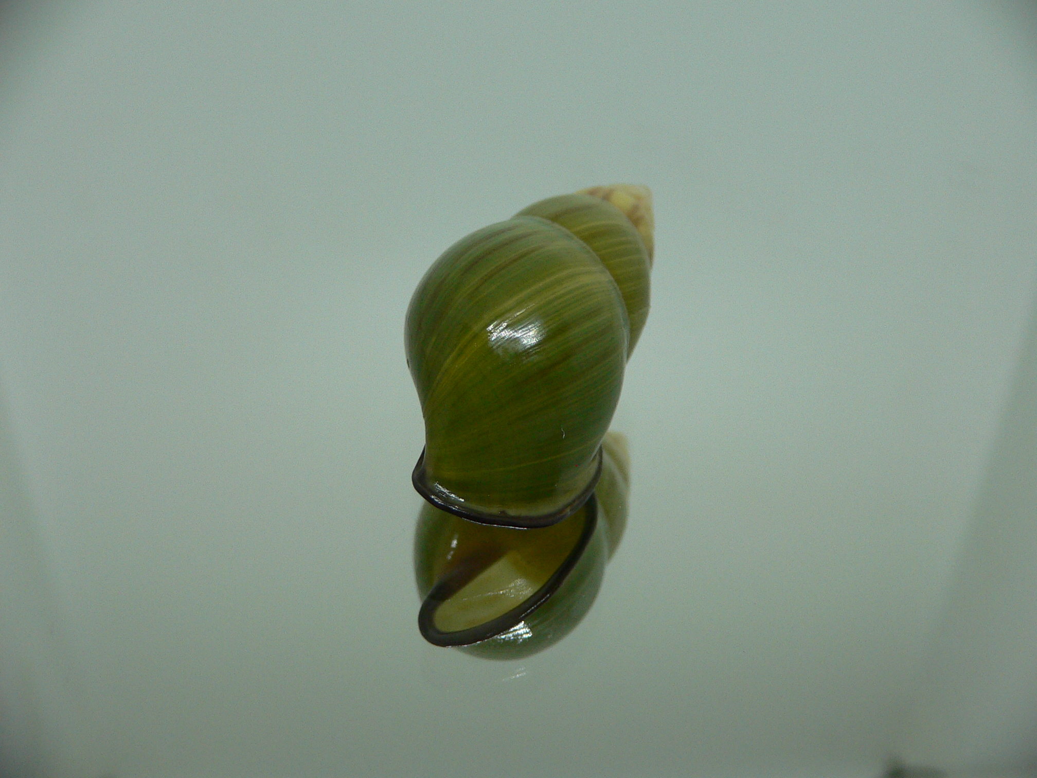 Amphidromus christabaerae IDEAL & BICOLOR