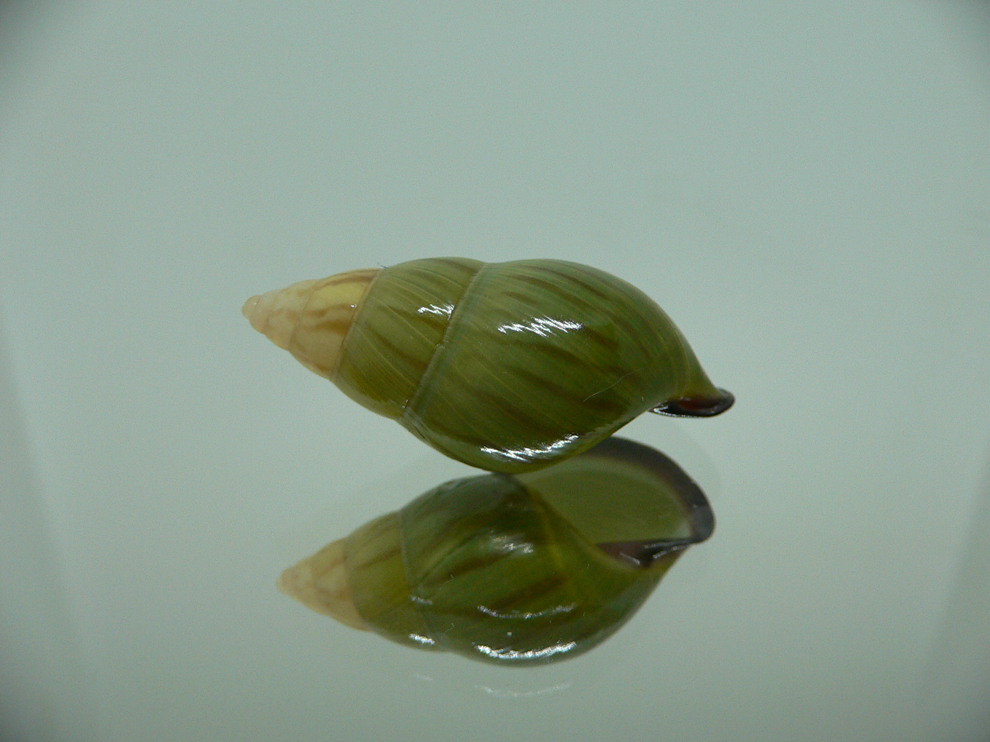 Amphidromus christabaerae IDEAL & BICOLOR