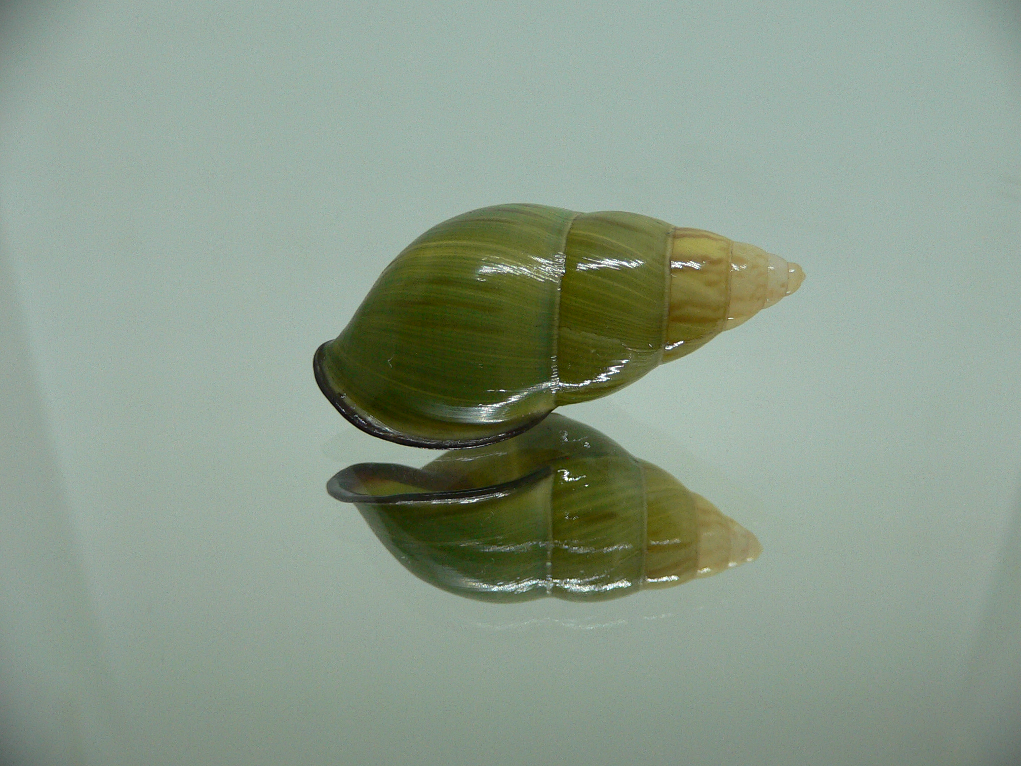 Amphidromus christabaerae IDEAL & BICOLOR