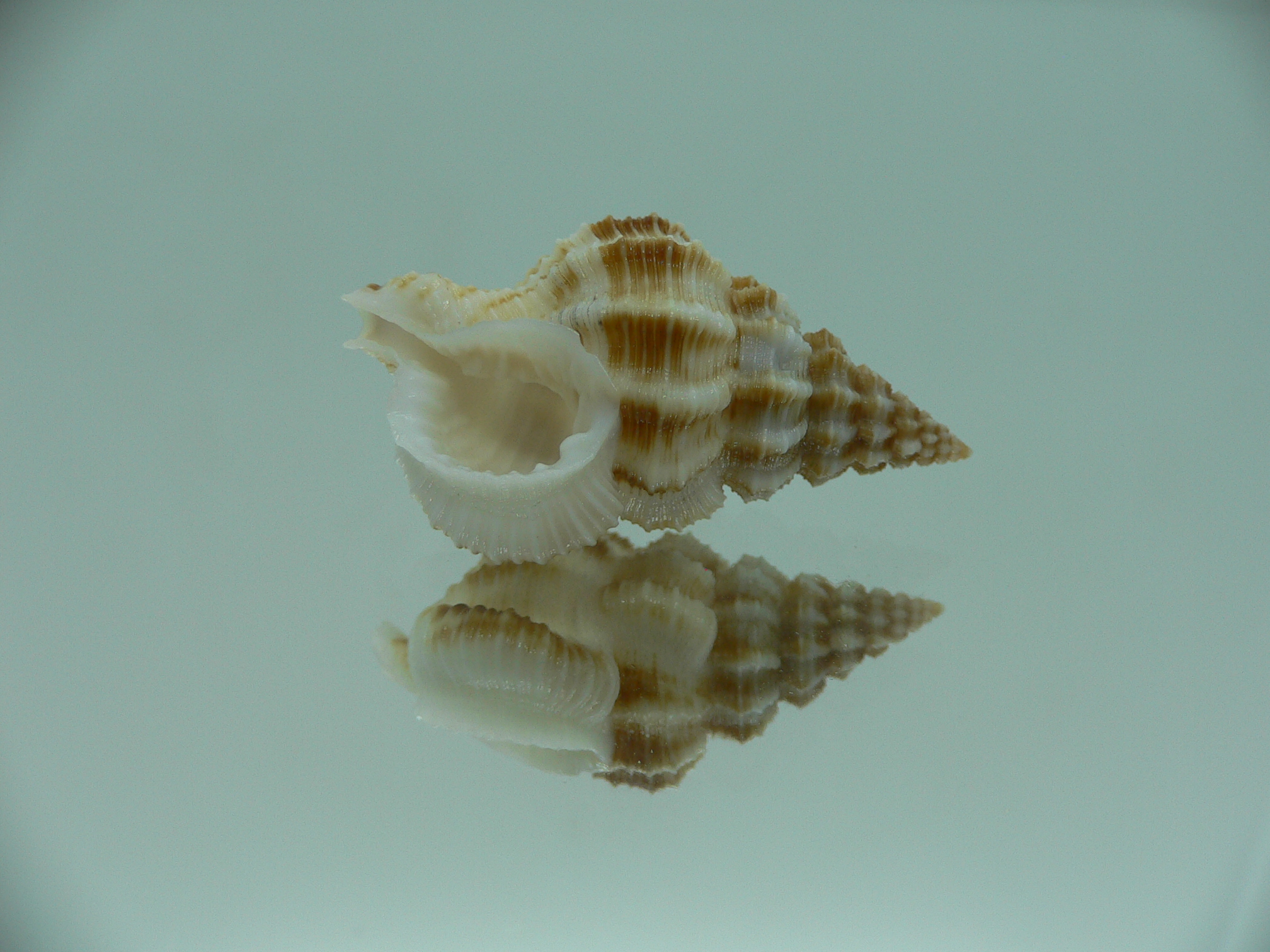 Nassaria bitubercularis BIG & WIDE