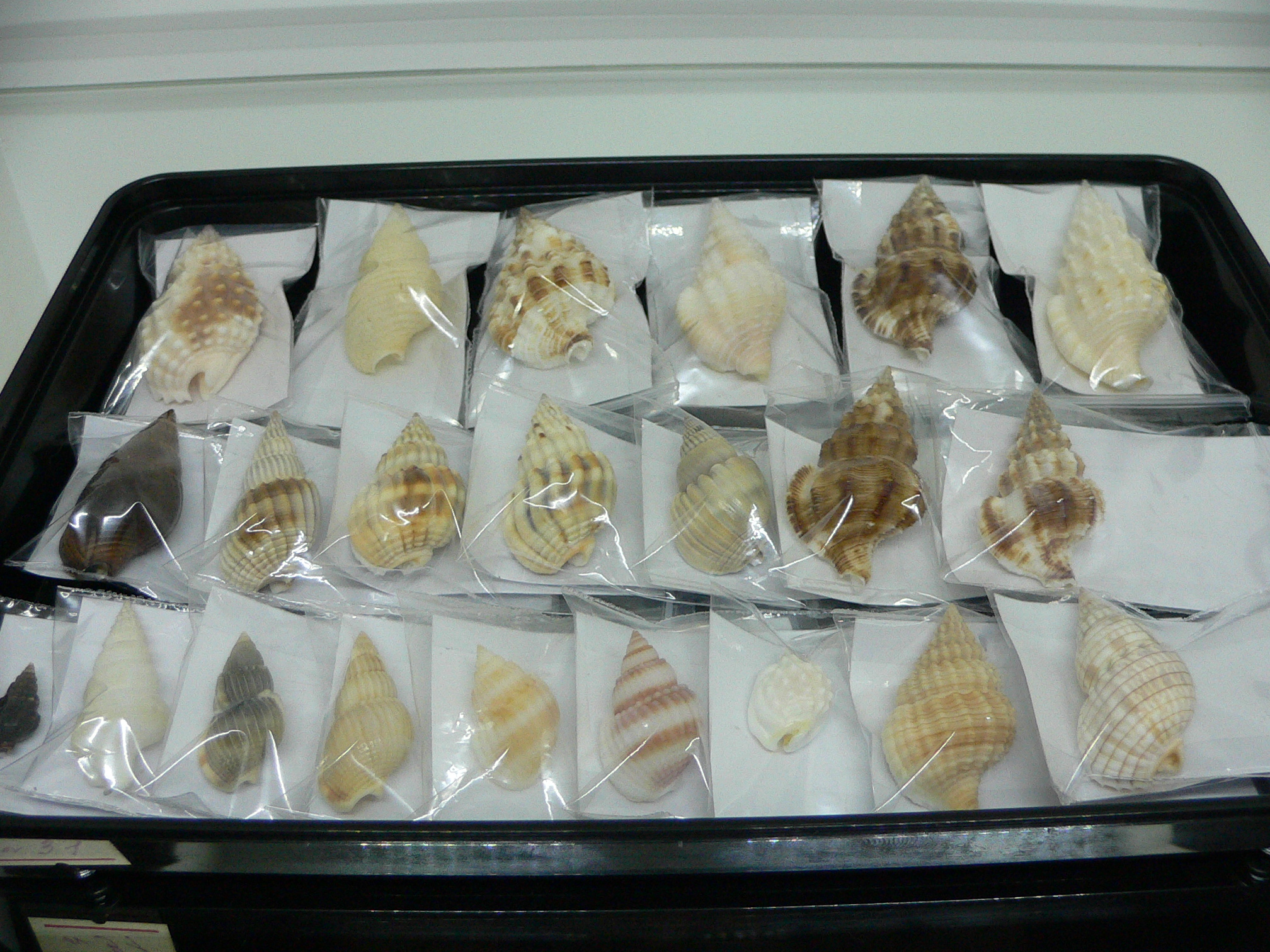 Nassaria bitubercularis BIG & WIDE