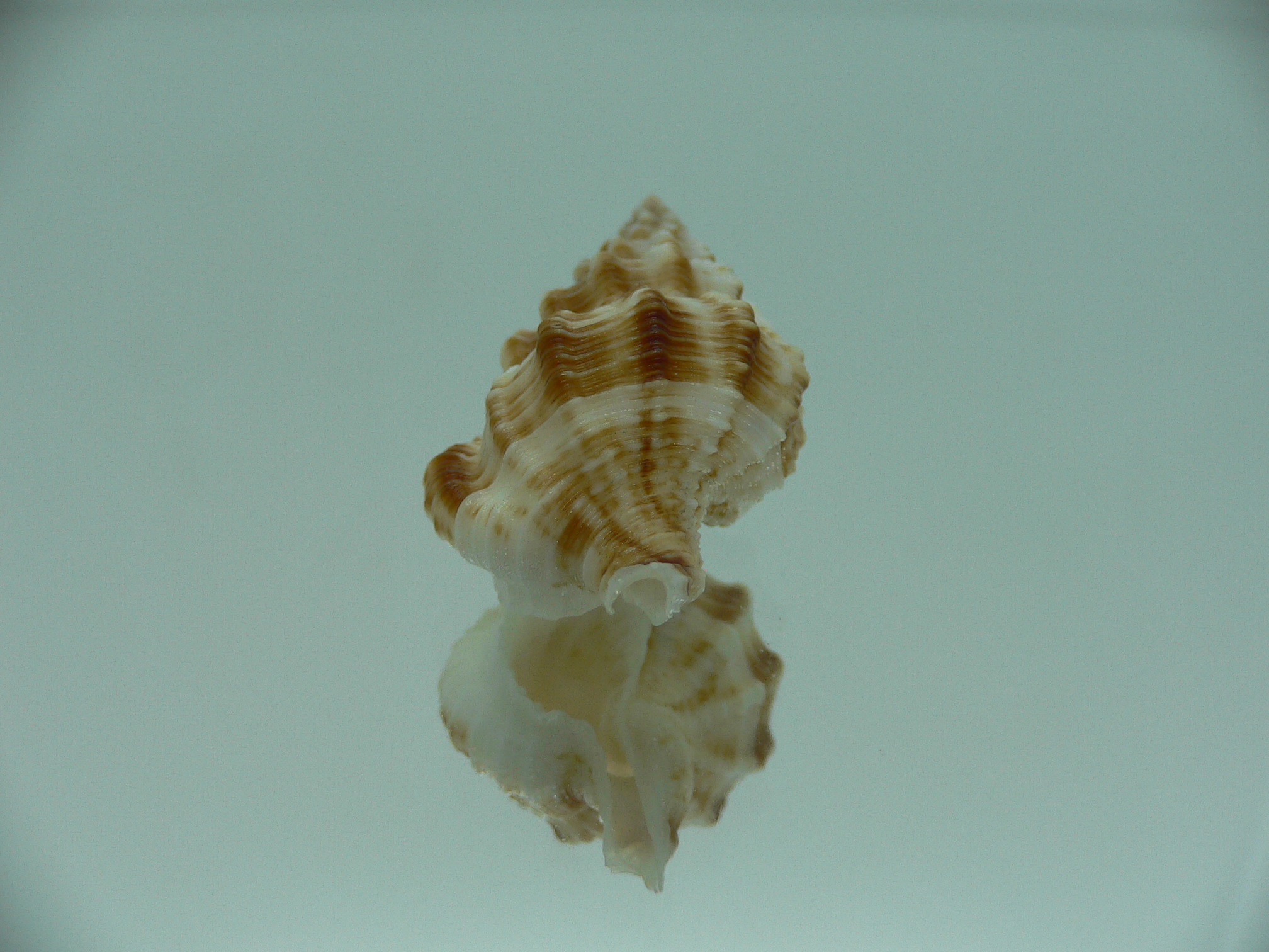 Nassaria bitubercularis BIG & WIDE