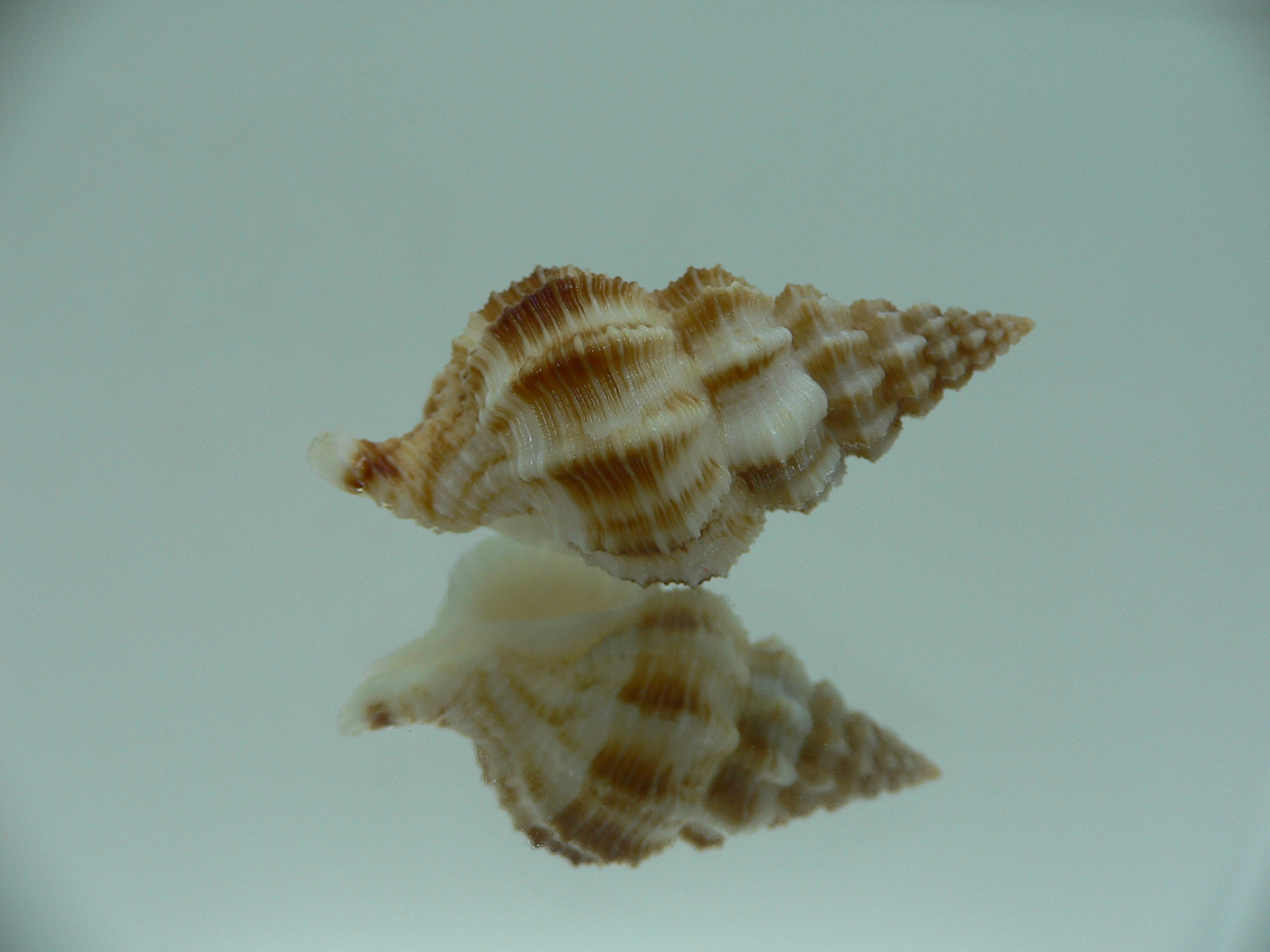 Nassaria bitubercularis BIG & WIDE