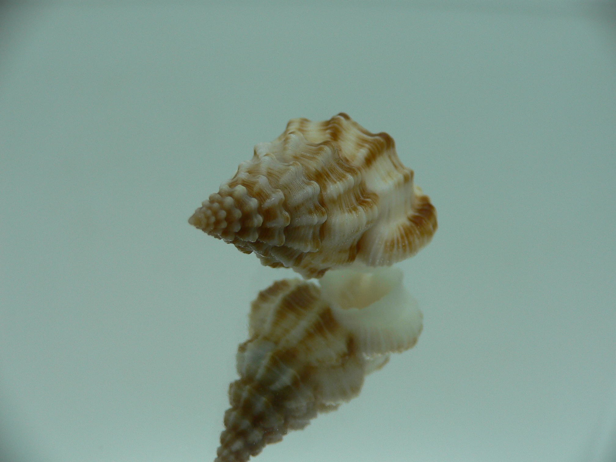 Nassaria bitubercularis BIG & WIDE