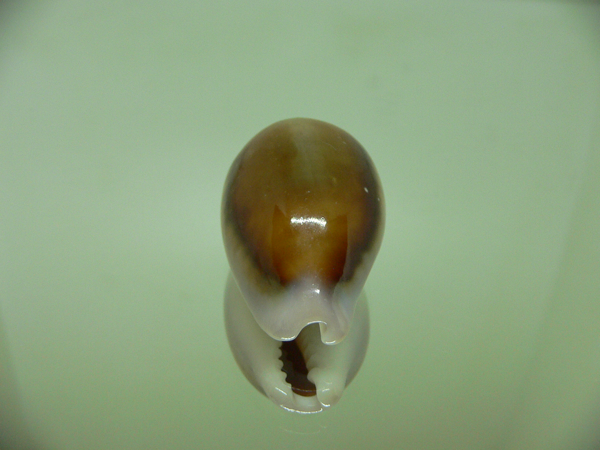 Cypraea spadicea SUPER ELEGANT