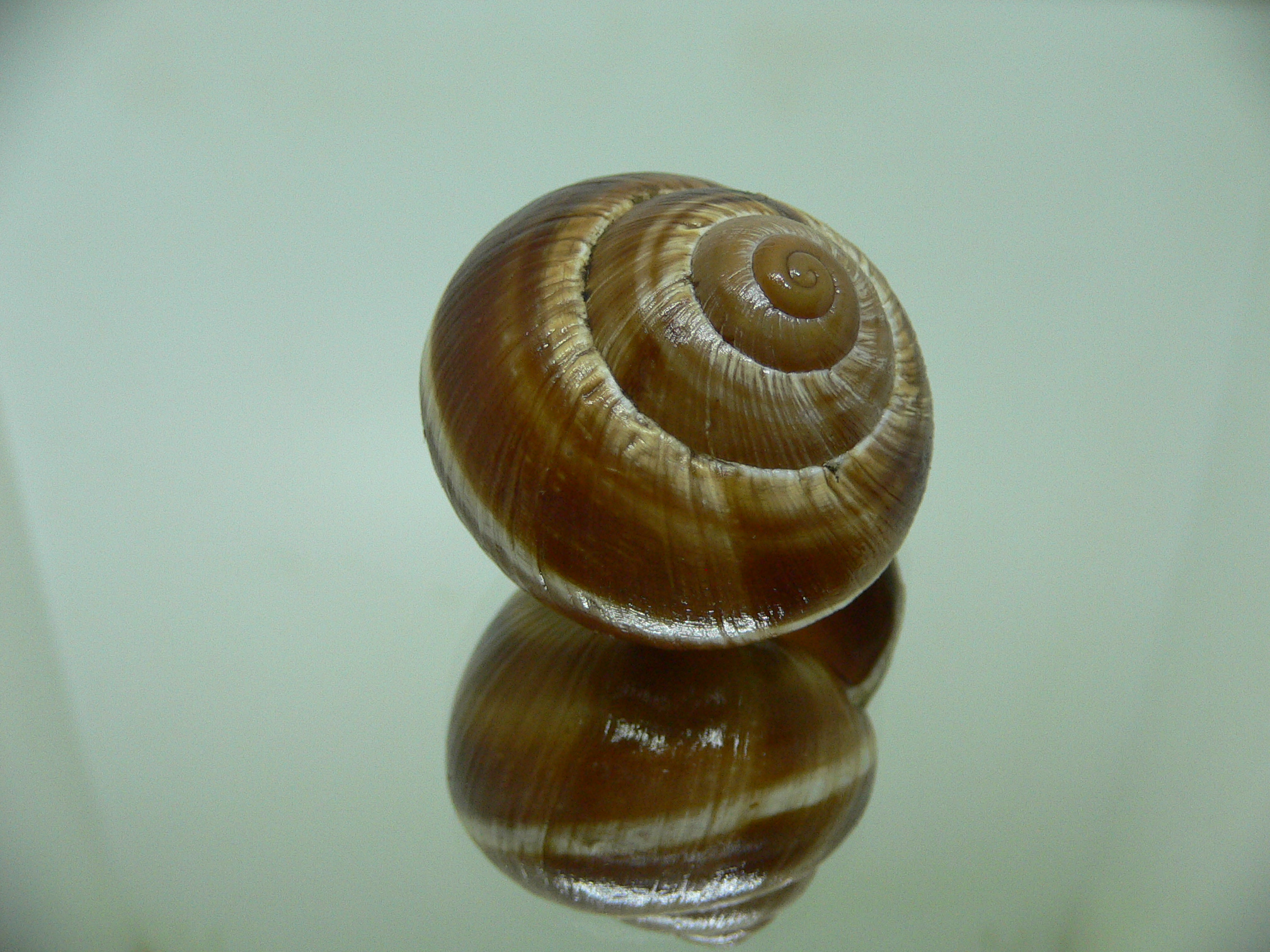 Helix lucorum 3