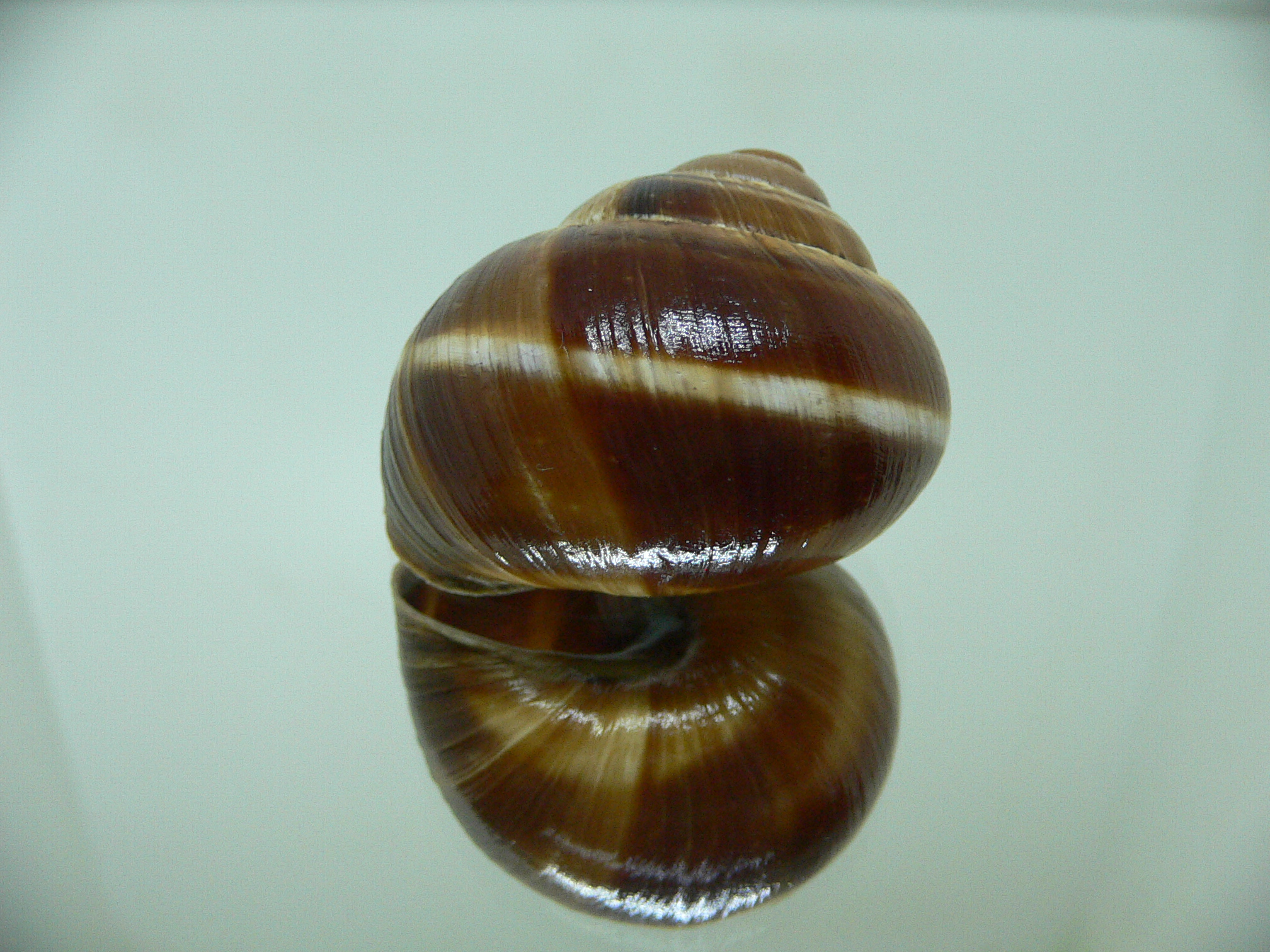 Helix lucorum 3