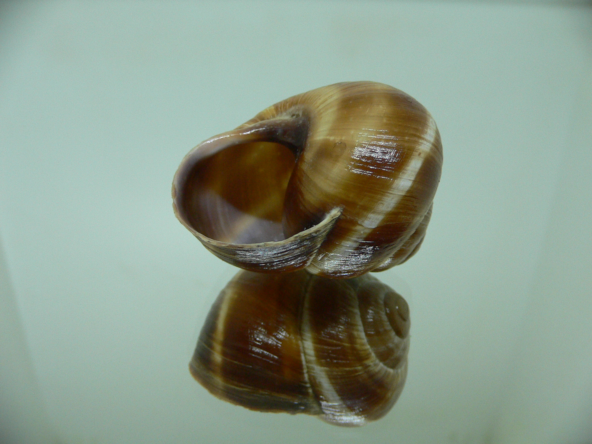 Helix lucorum 3