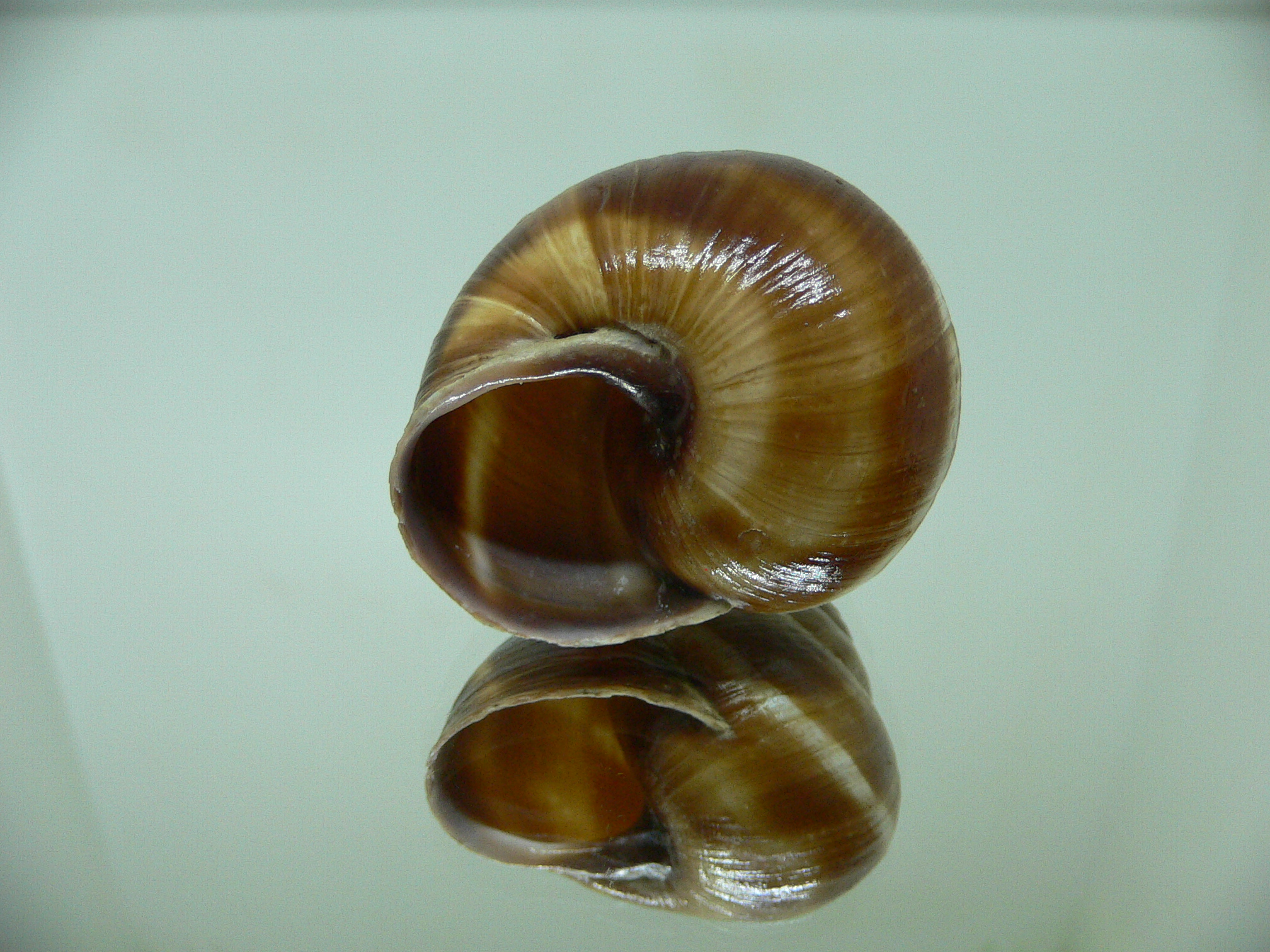 Helix lucorum 3