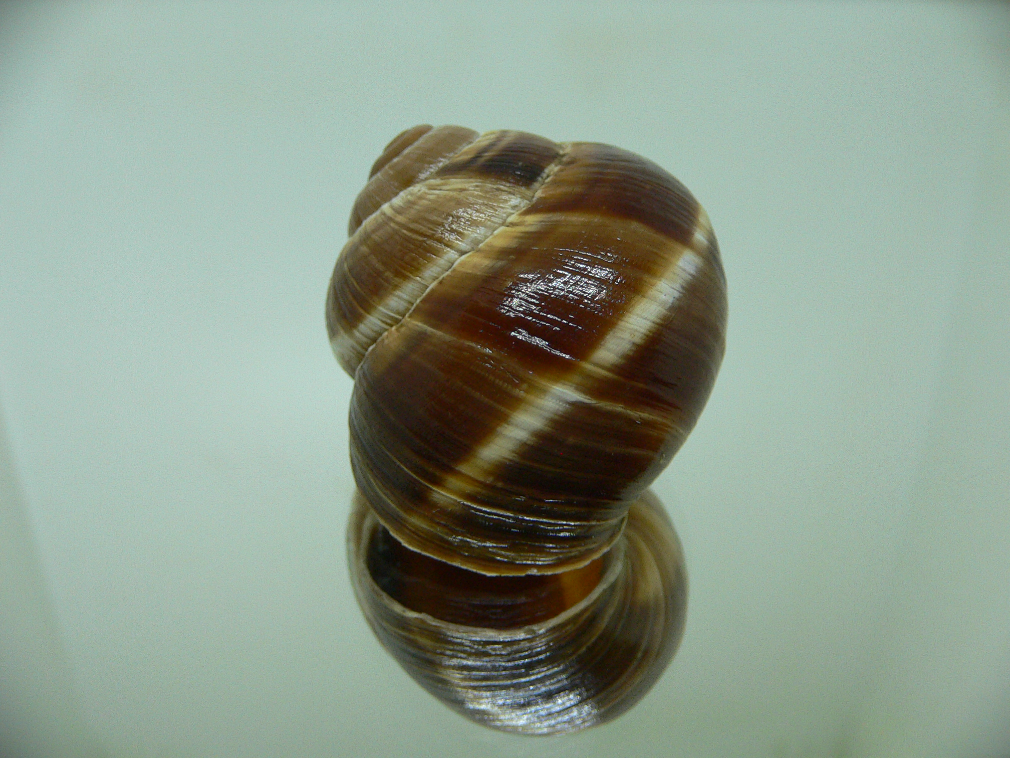 Helix lucorum 3