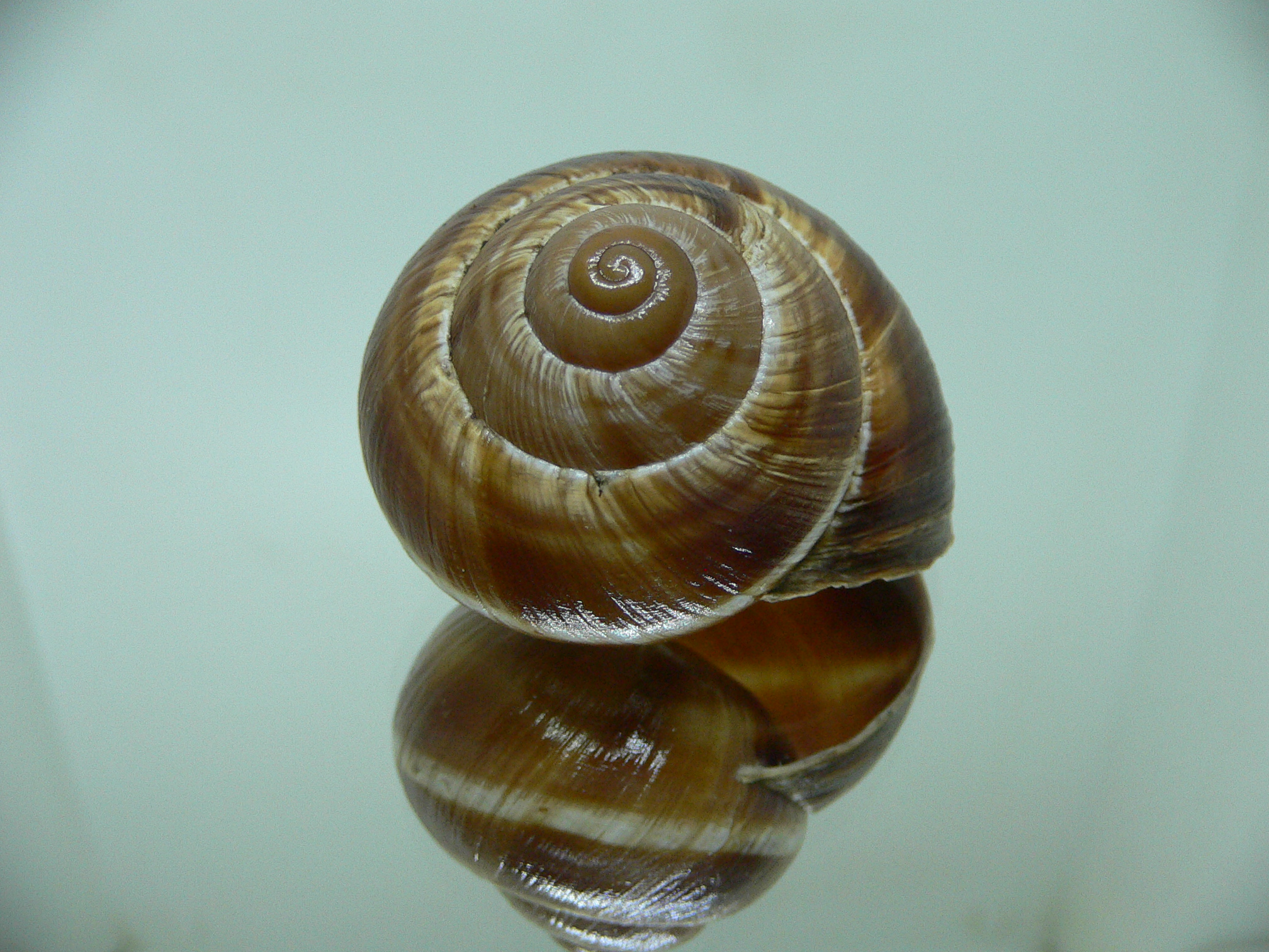 Helix lucorum 3