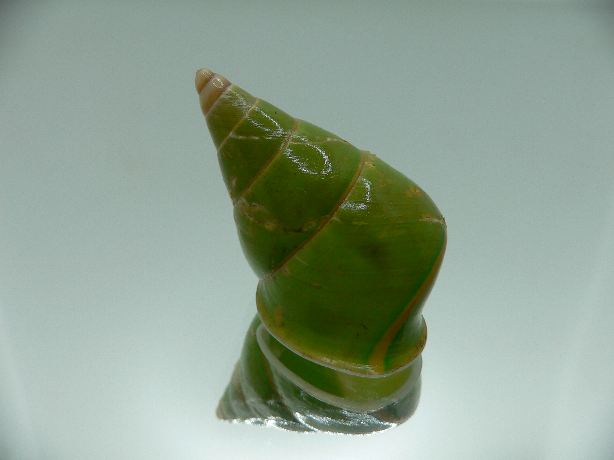 Papustyla pulcherrima VERY RARE ENDEMIC