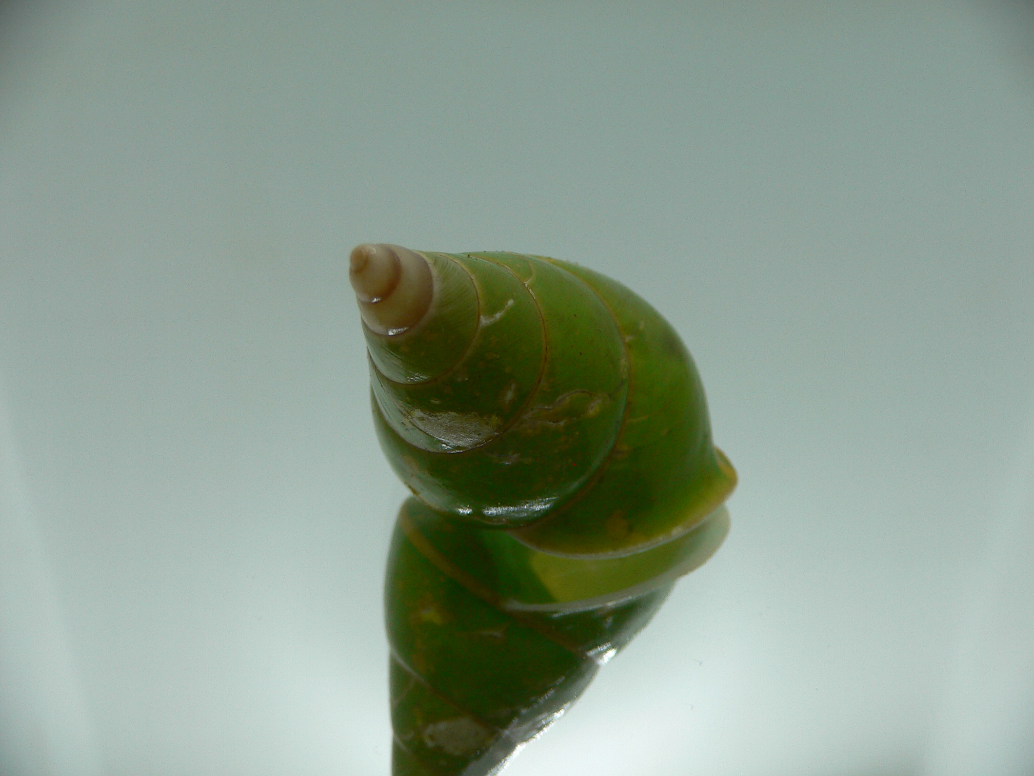 Papustyla pulcherrima VERY RARE ENDEMIC