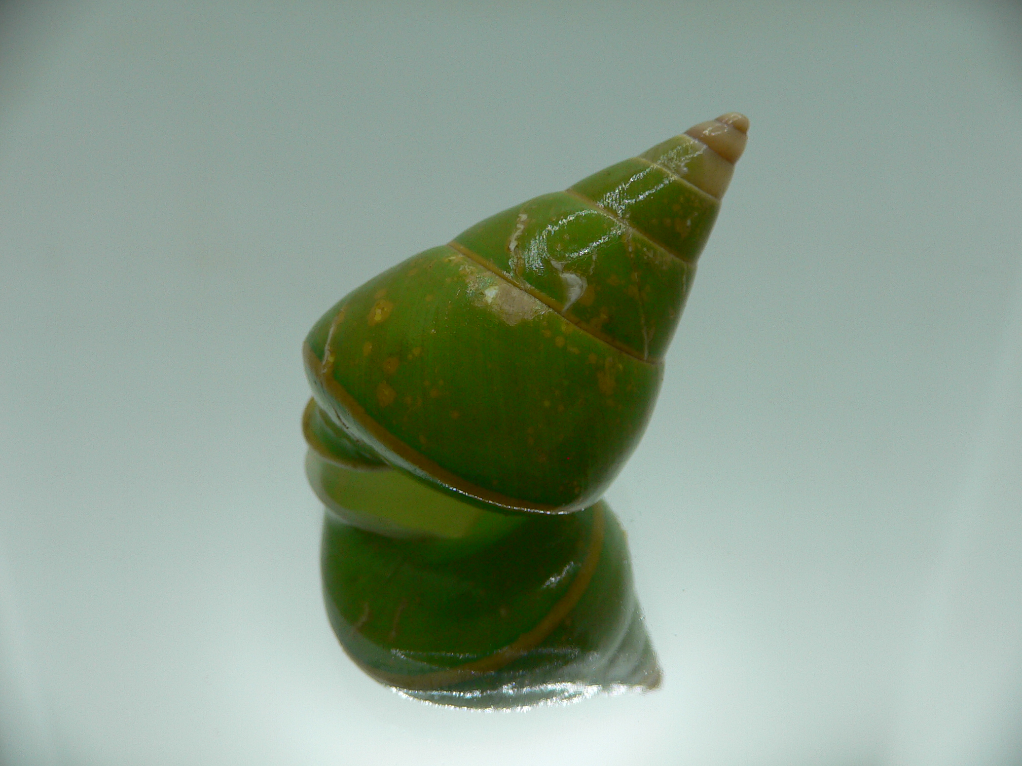 Papustyla pulcherrima VERY RARE ENDEMIC