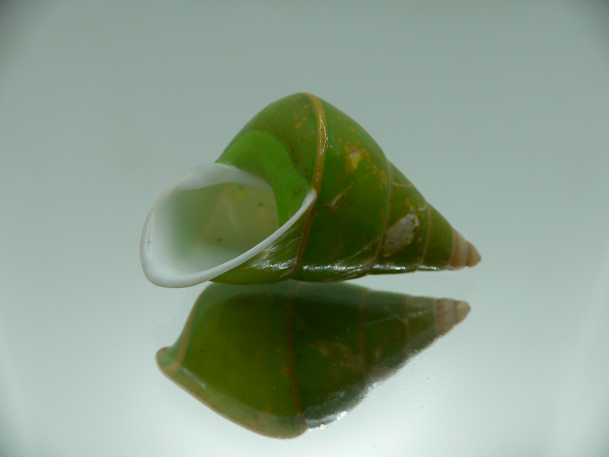 Papustyla pulcherrima VERY RARE ENDEMIC