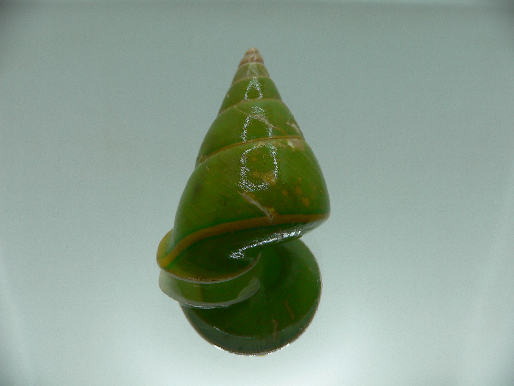 Papustyla pulcherrima VERY RARE ENDEMIC