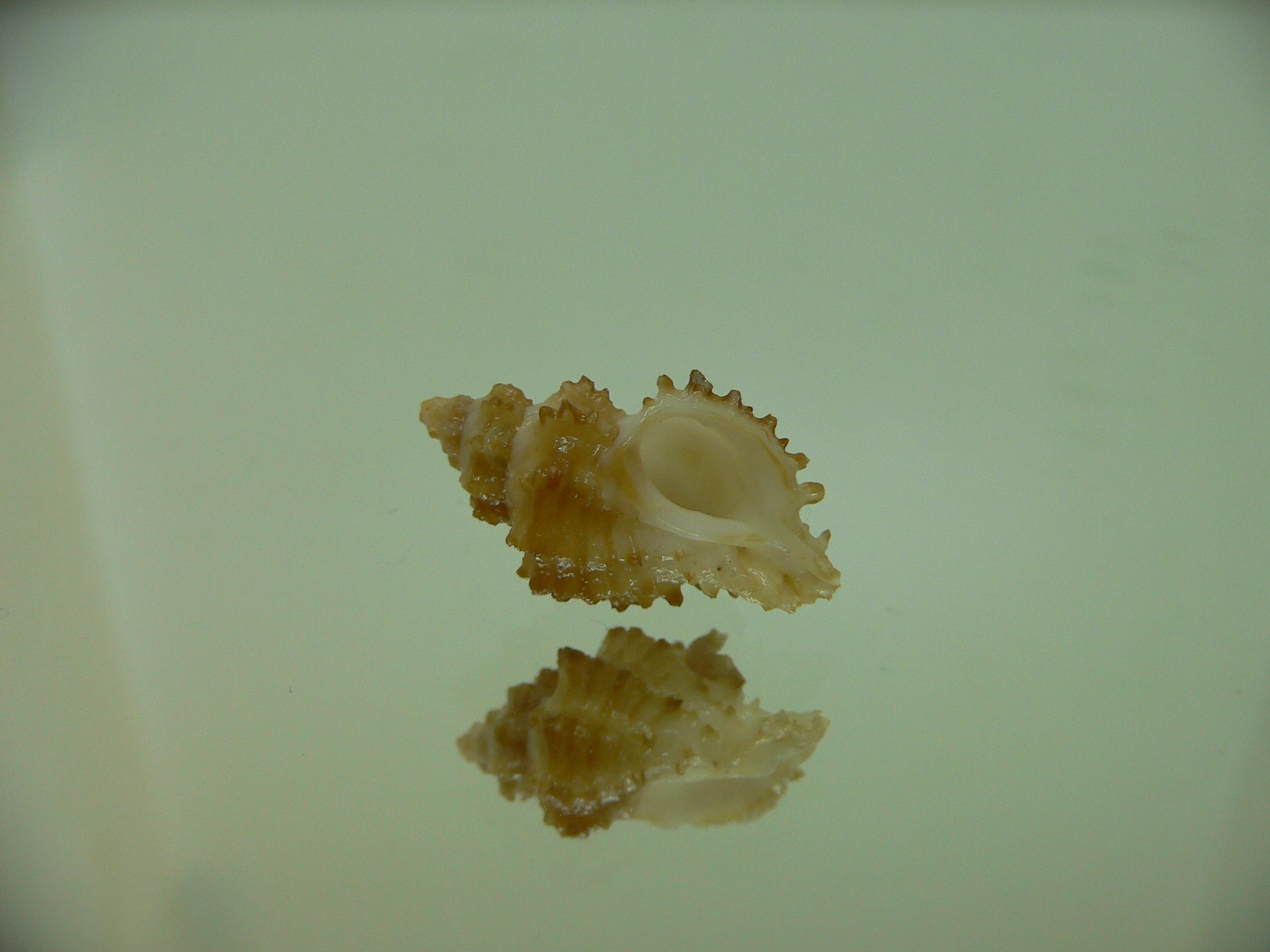 Rolandiella umblicata 3