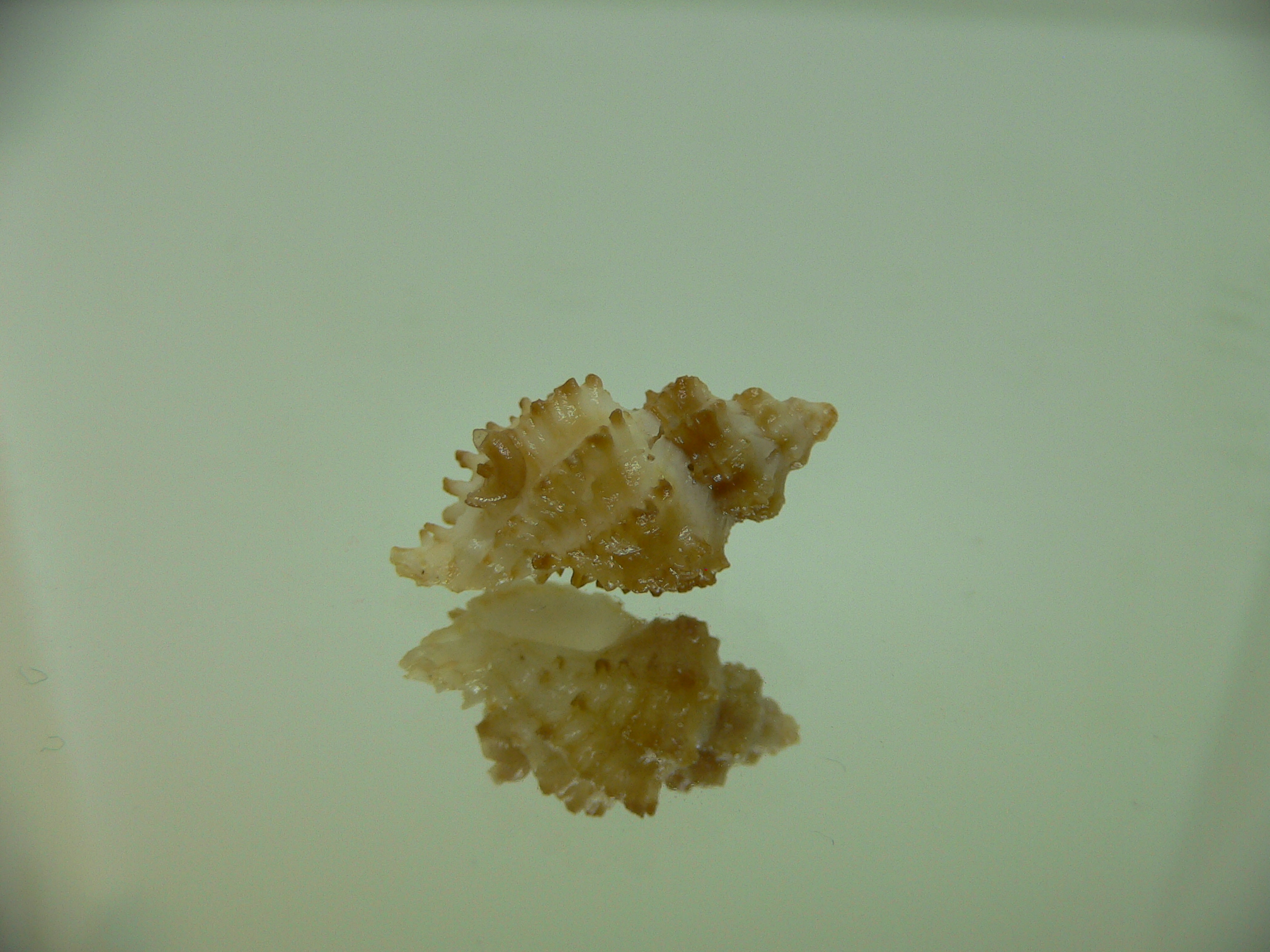 Rolandiella umblicata 3