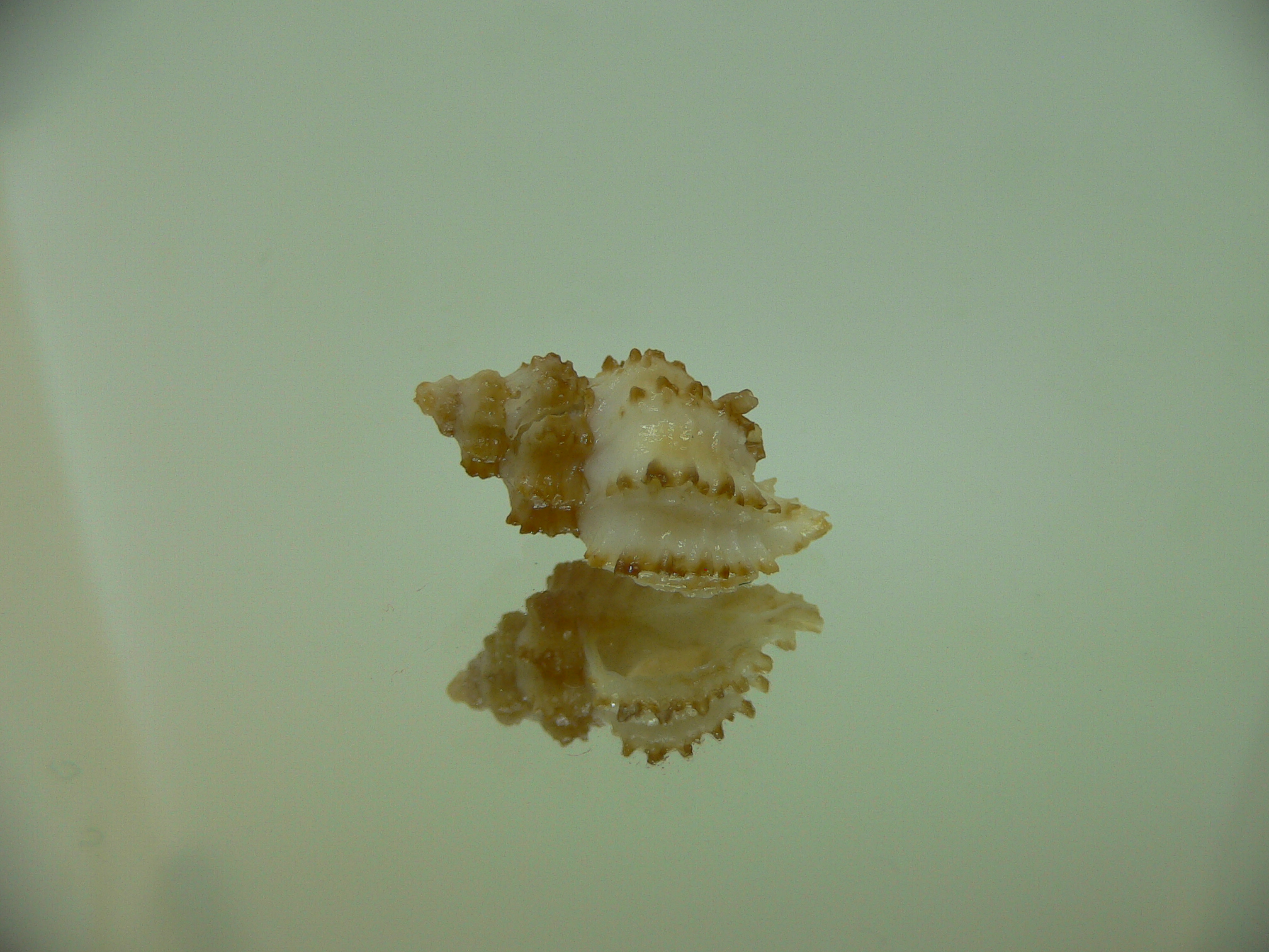 Rolandiella umblicata 3