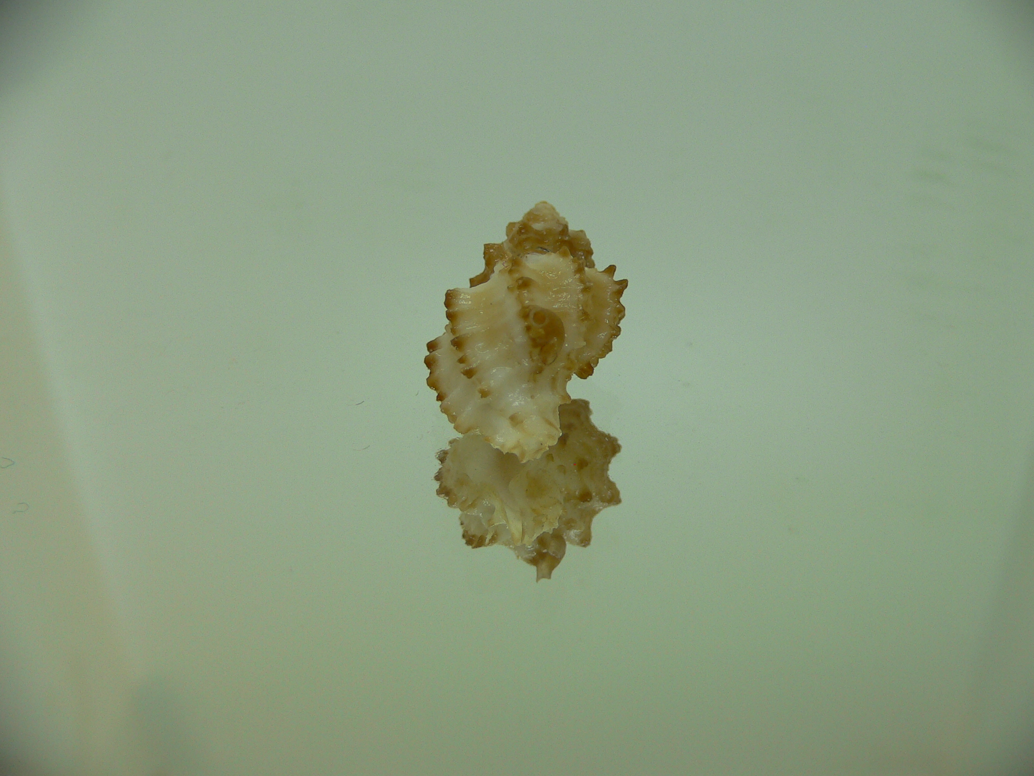 Rolandiella umblicata 3