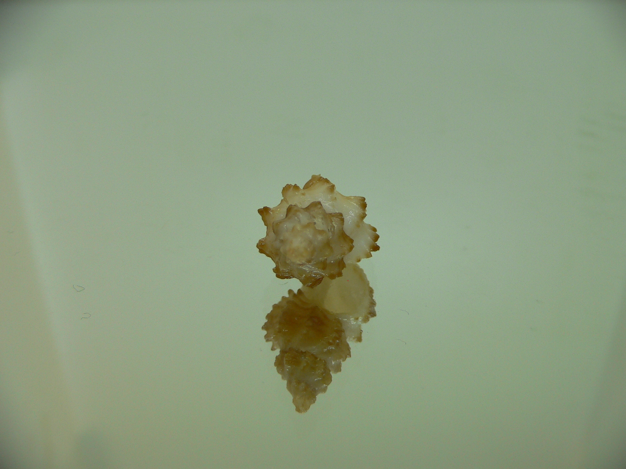 Rolandiella umblicata 3