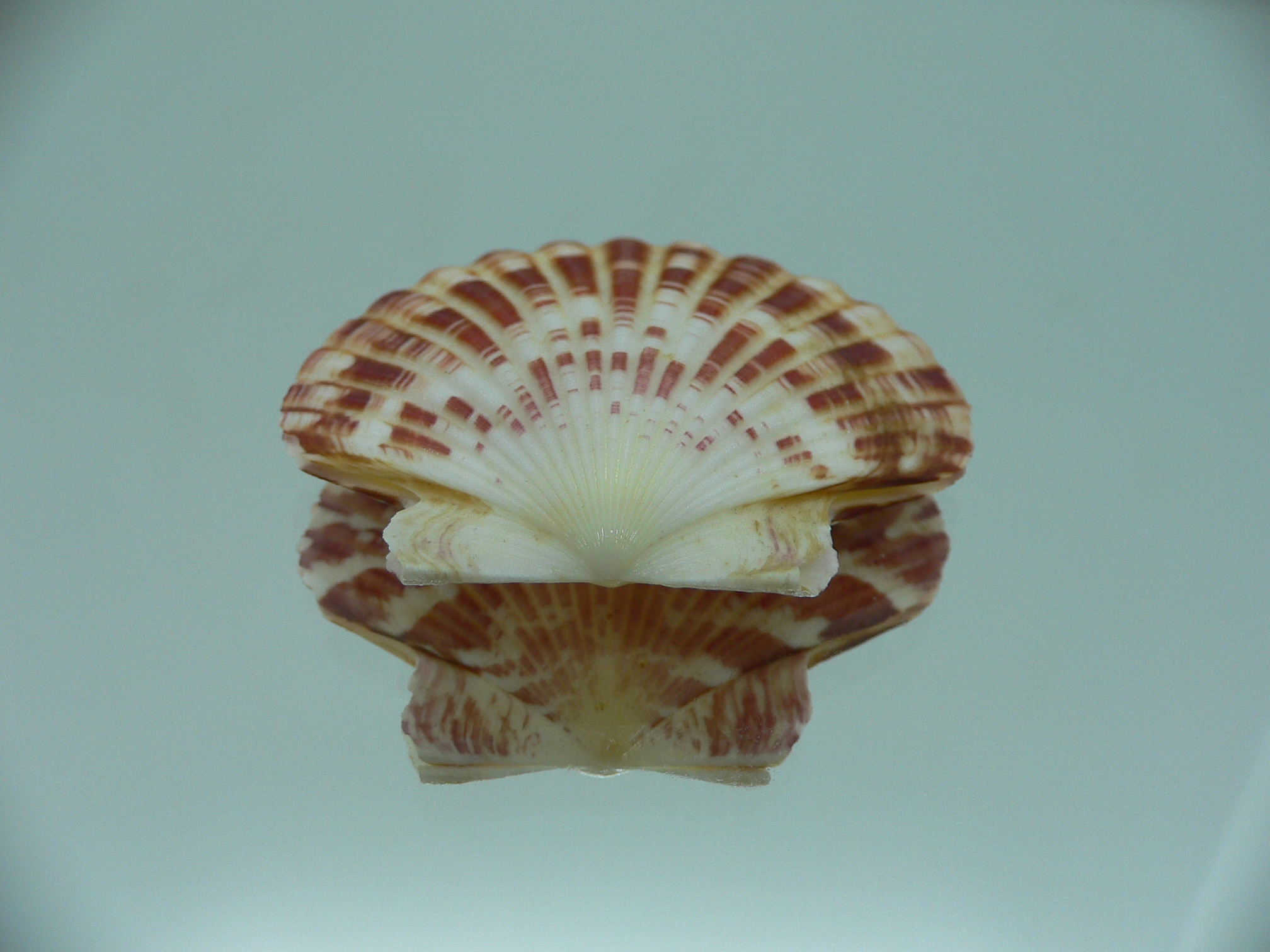 Annachlamys macassarensis BIG