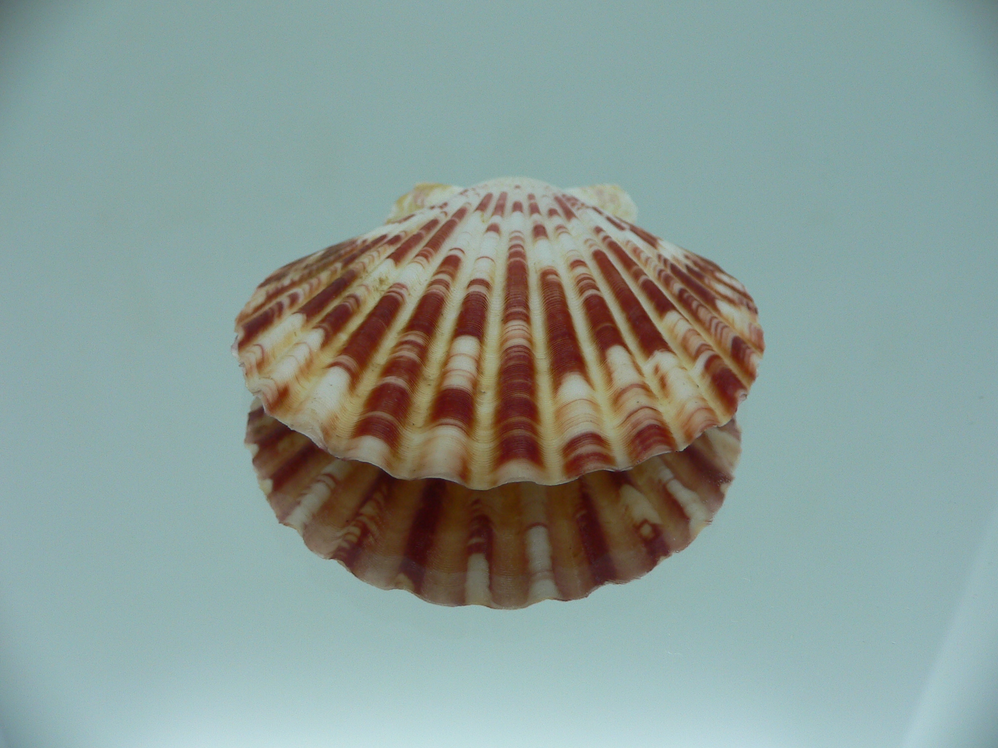 Annachlamys macassarensis BIG