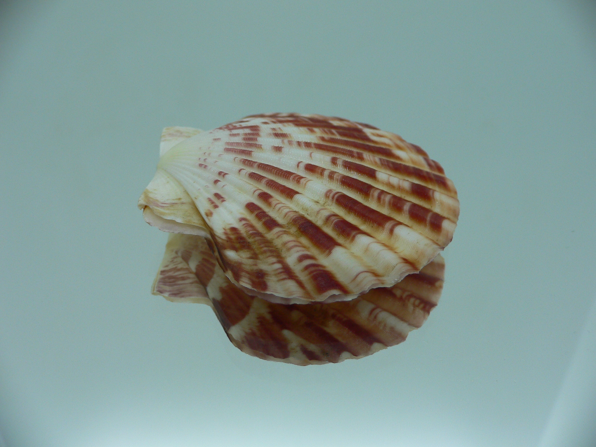 Annachlamys macassarensis BIG