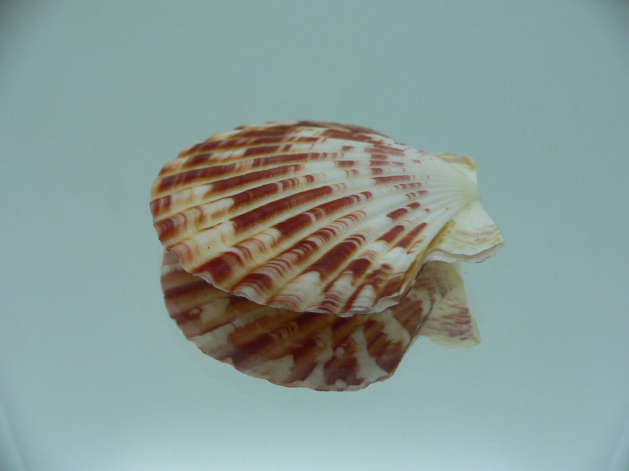 Annachlamys macassarensis BIG