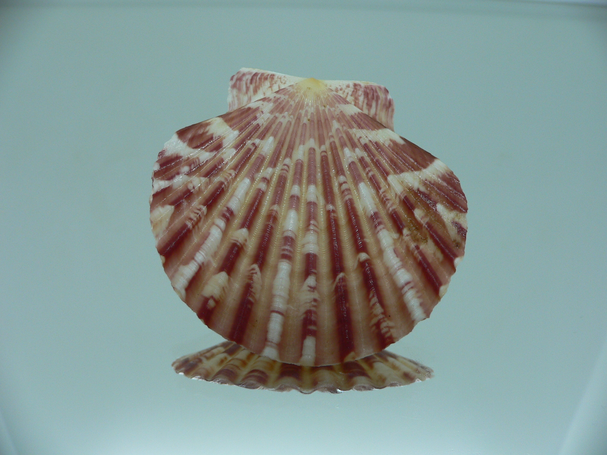 Annachlamys macassarensis BIG
