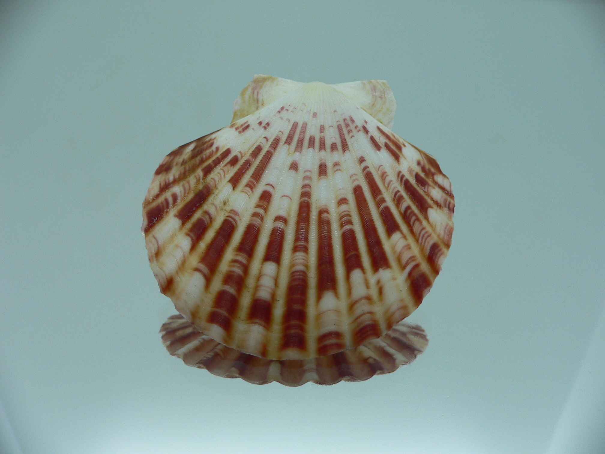 Annachlamys macassarensis BIG
