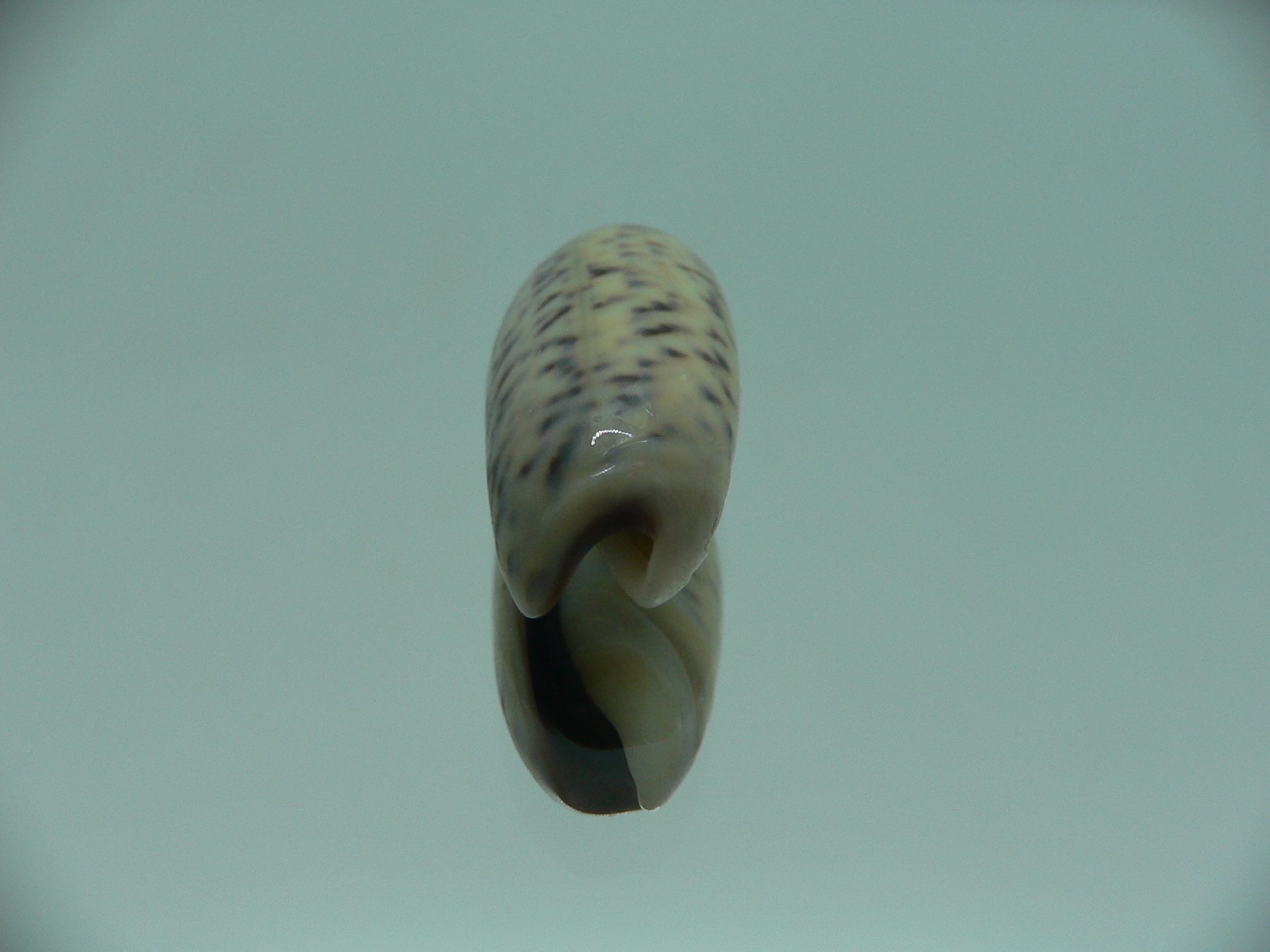 Oliva oliva f. tigridella