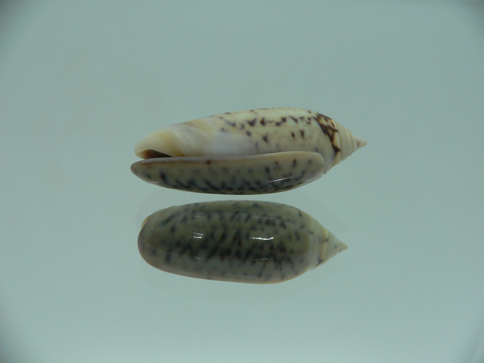 Oliva oliva f. tigridella