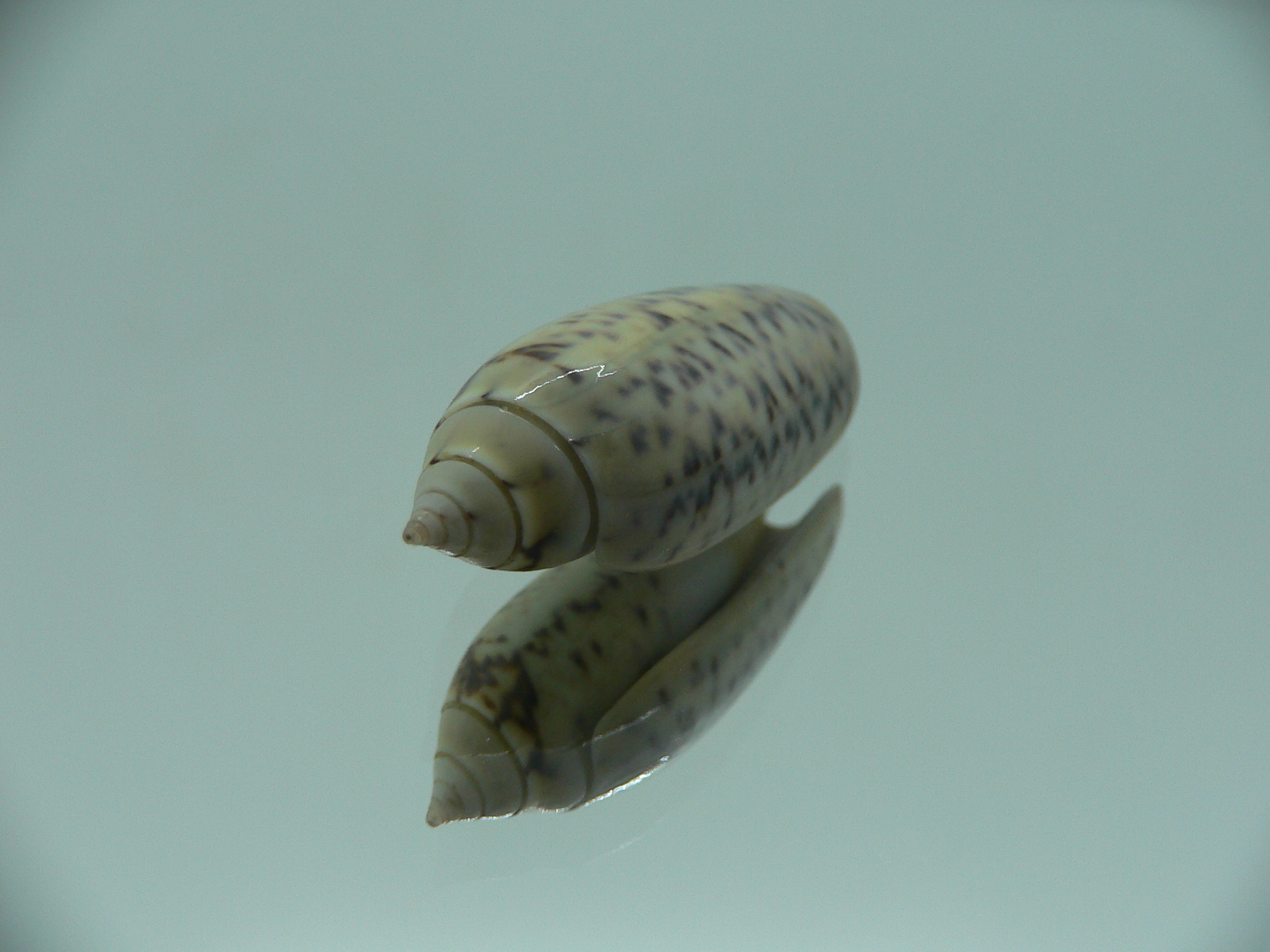 Oliva oliva f. tigridella