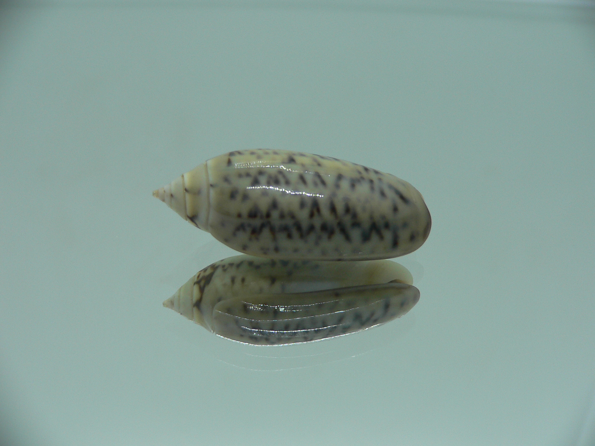 Oliva oliva f. tigridella