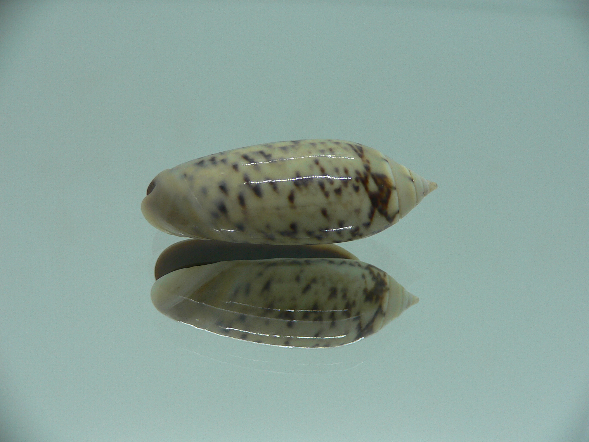 Oliva oliva f. tigridella