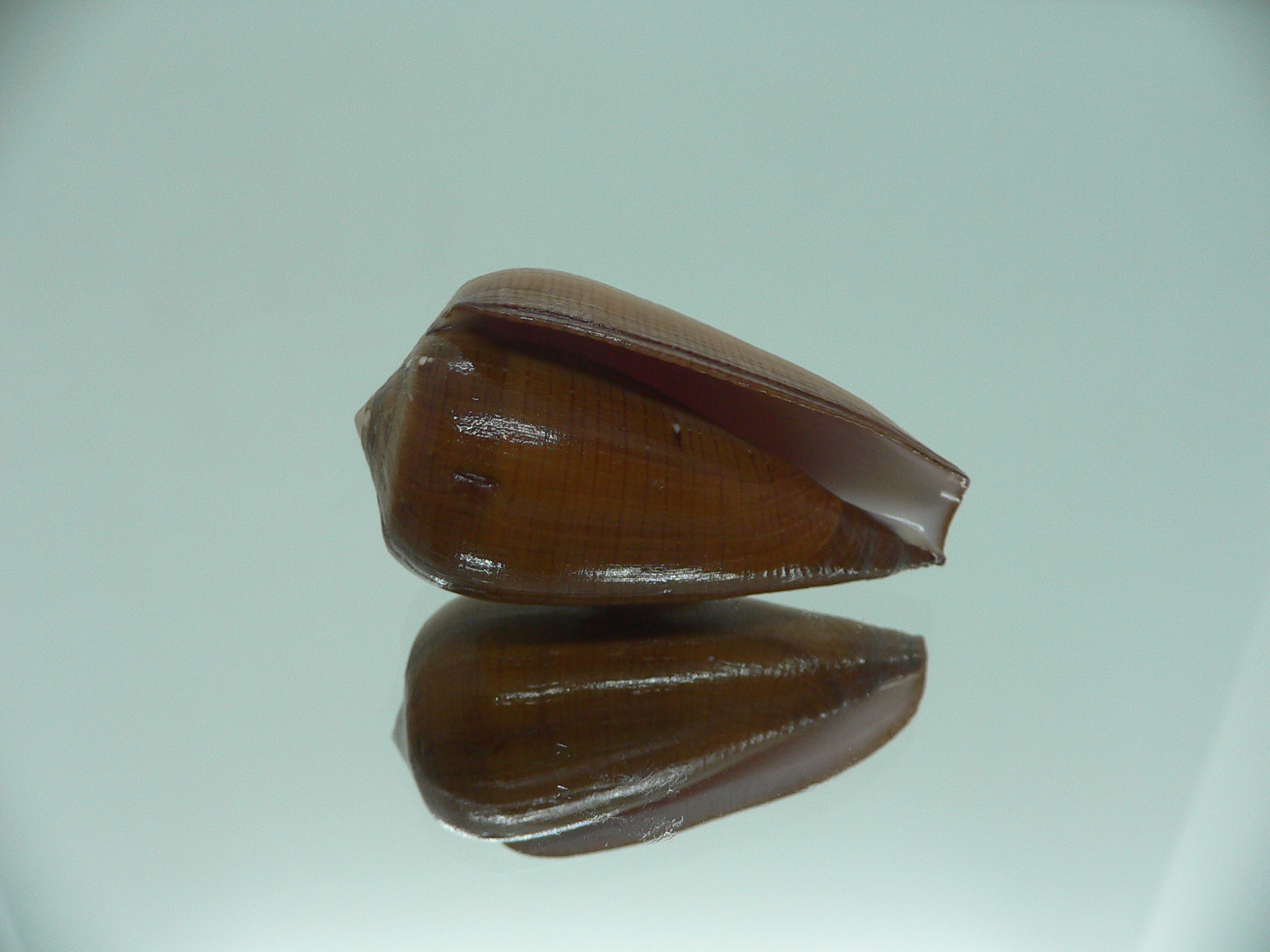 Conus pennaceus vezoi (var.)