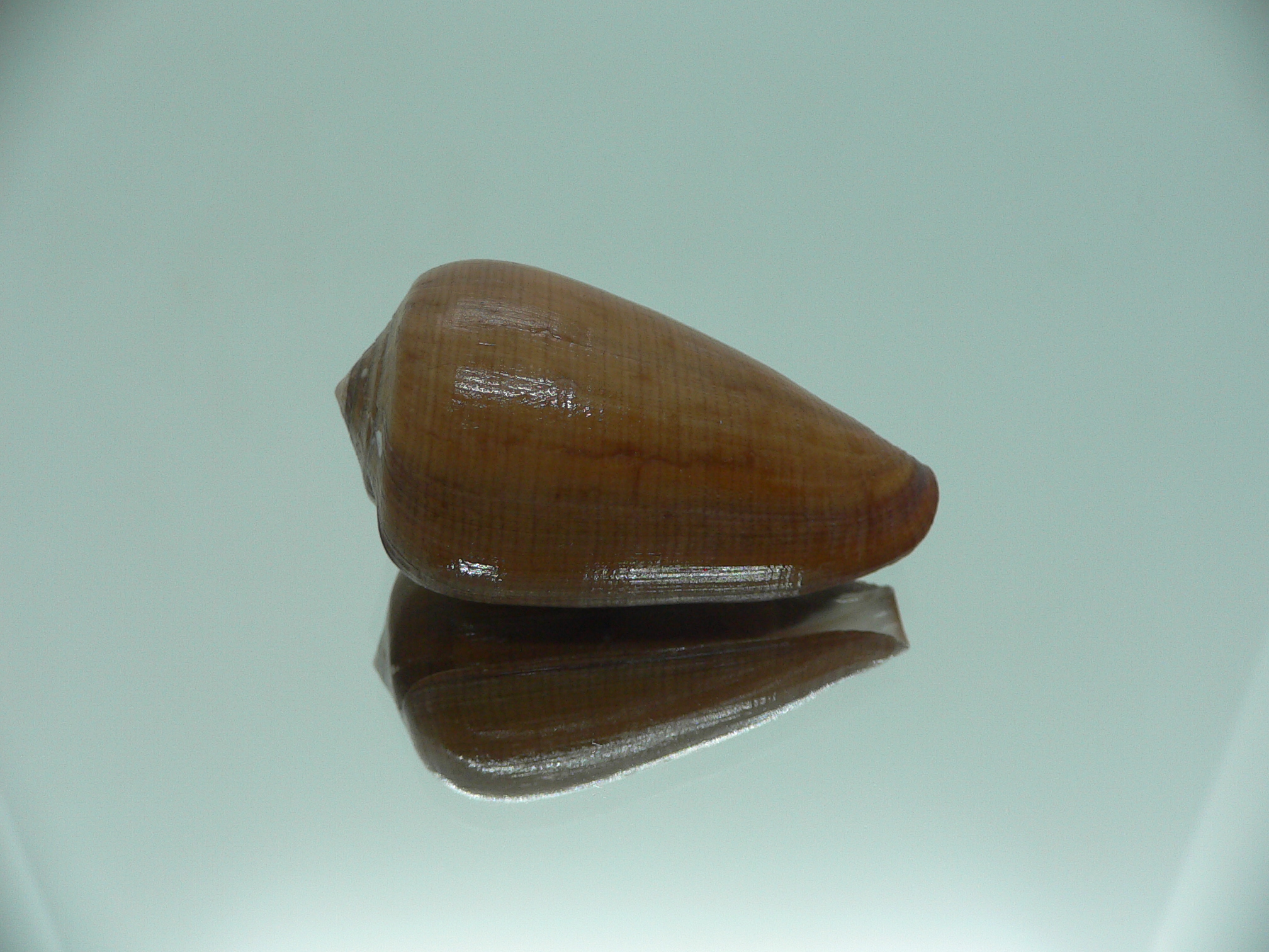 Conus pennaceus vezoi (var.)