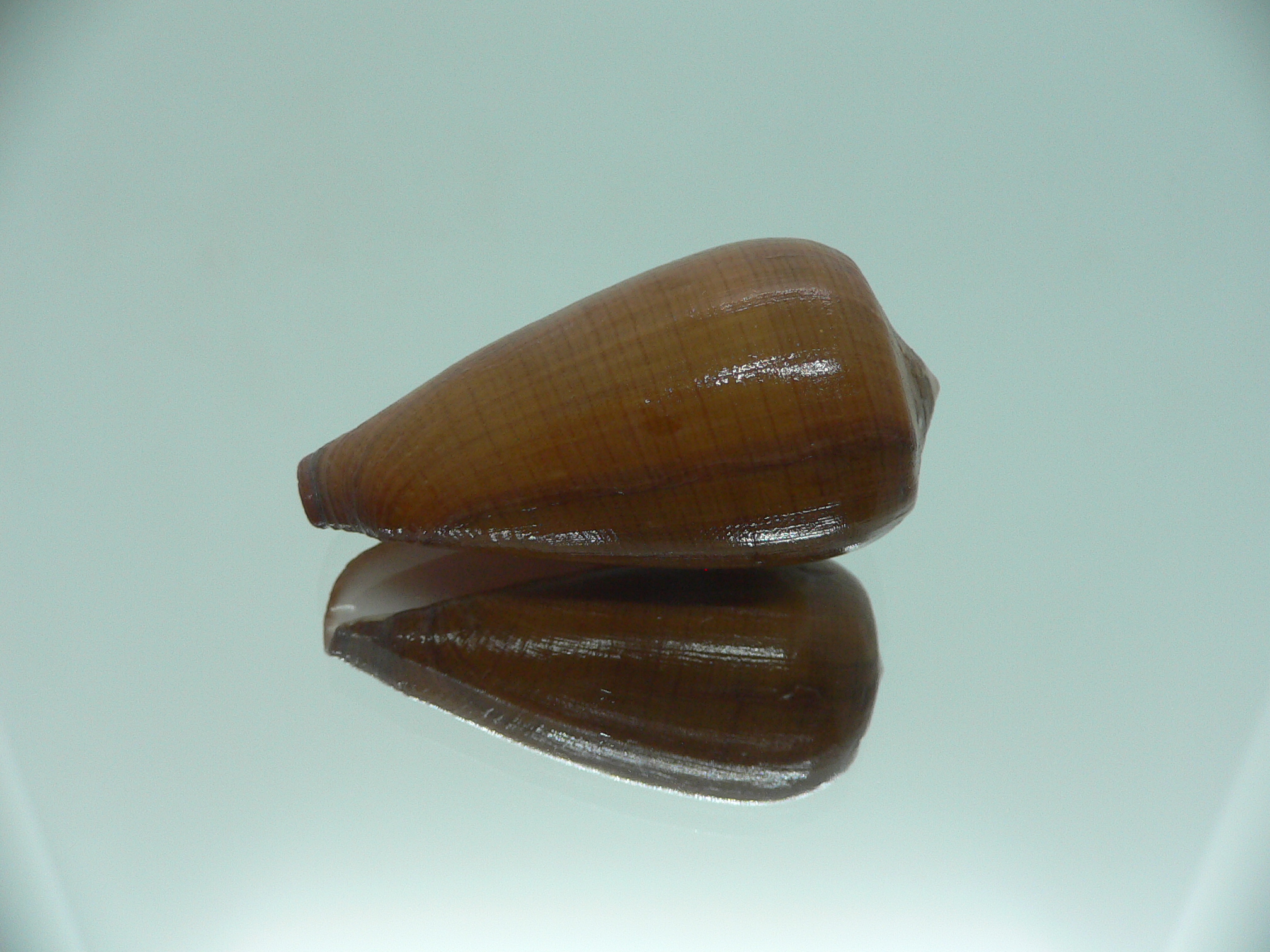 Conus pennaceus vezoi (var.)