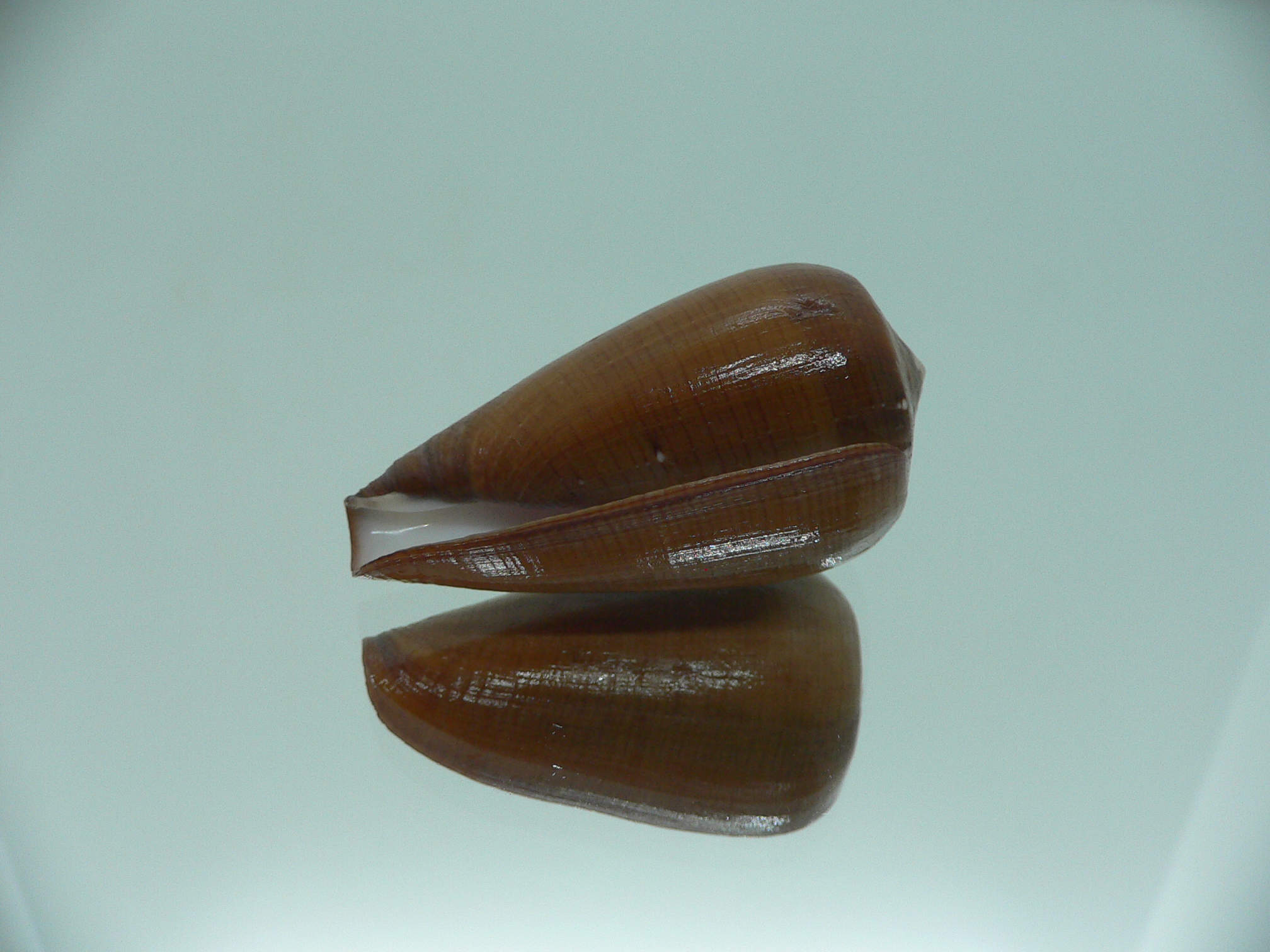 Conus pennaceus vezoi (var.)