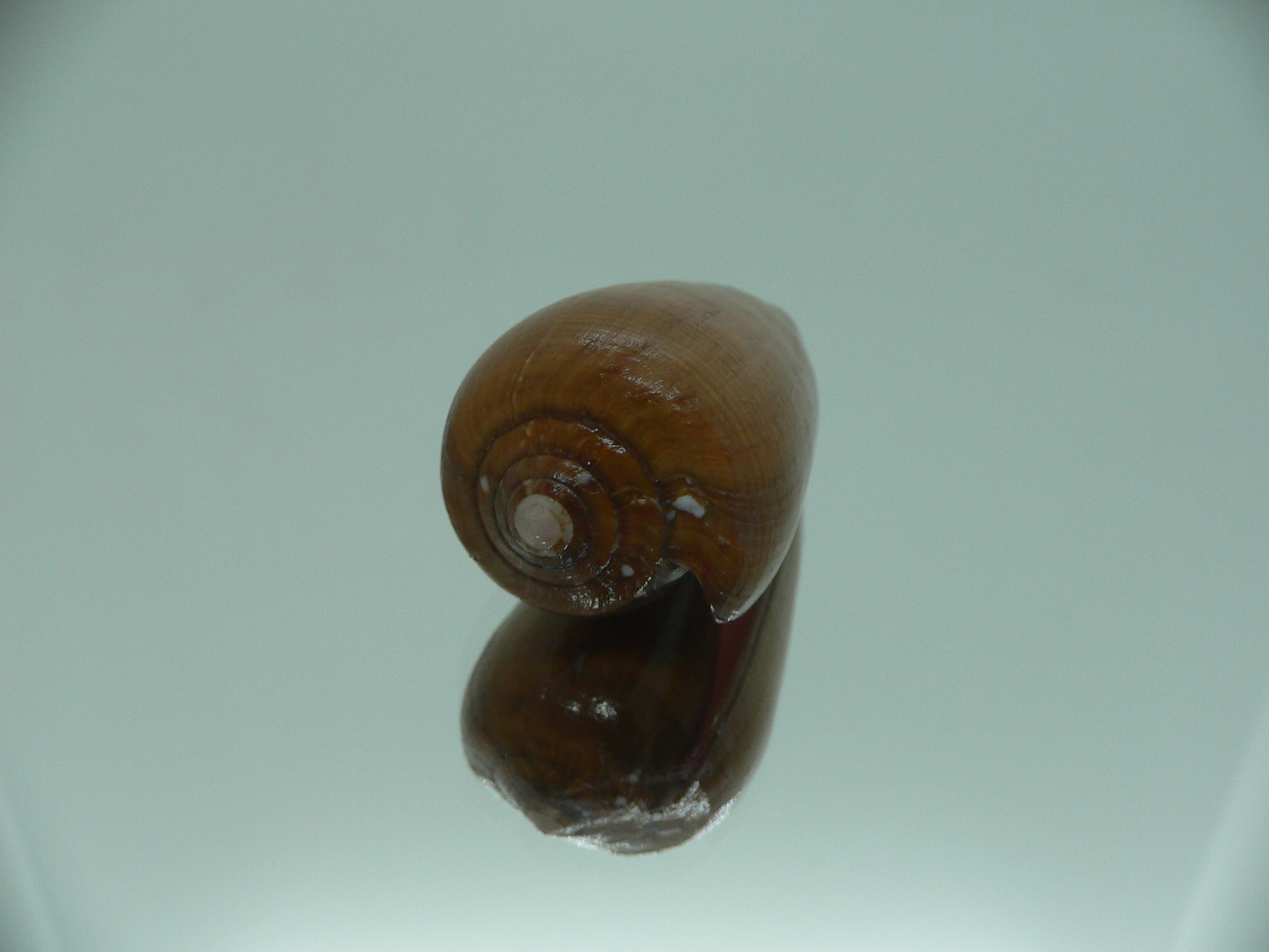Conus pennaceus vezoi (var.)