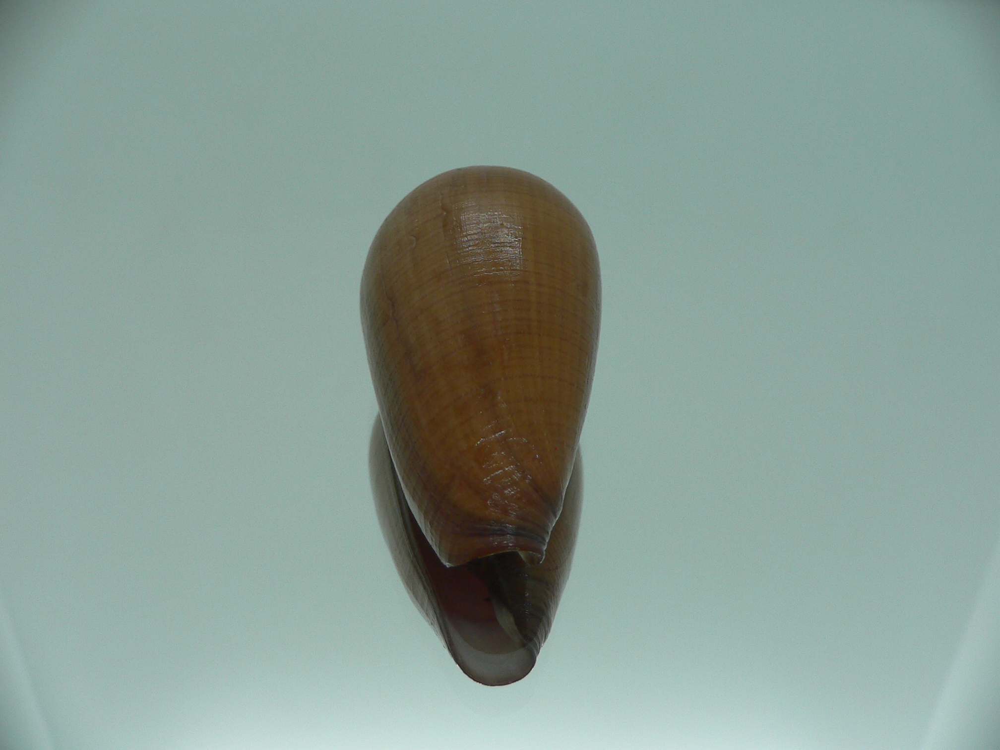 Conus pennaceus vezoi (var.)