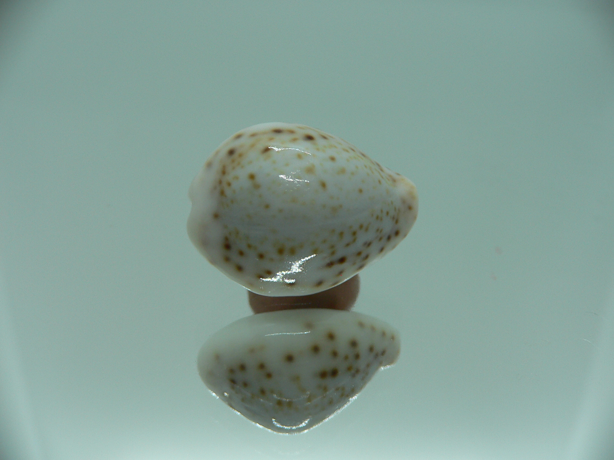 Cypraea turdus pardalina (var.)