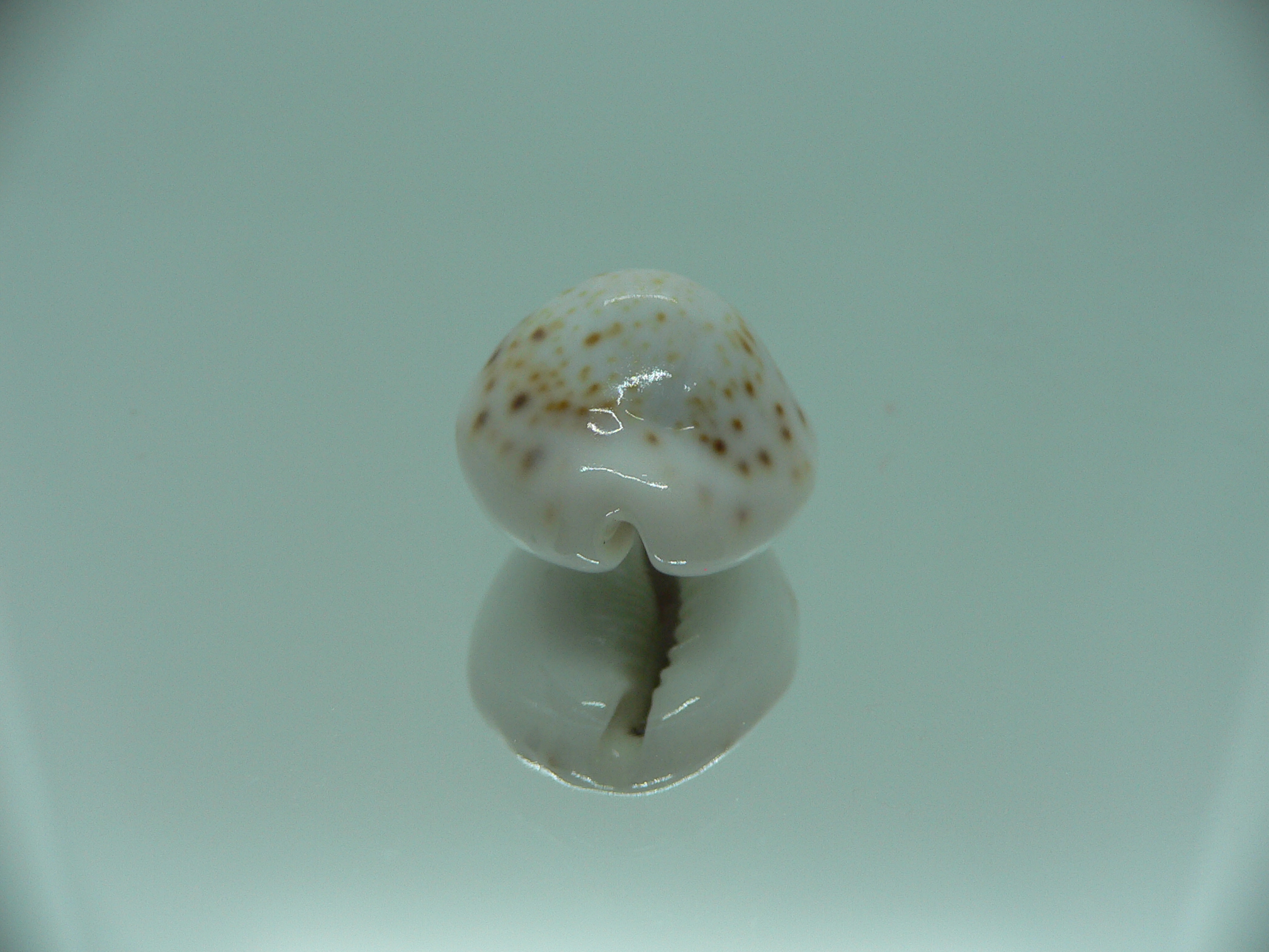 Cypraea turdus pardalina (var.)