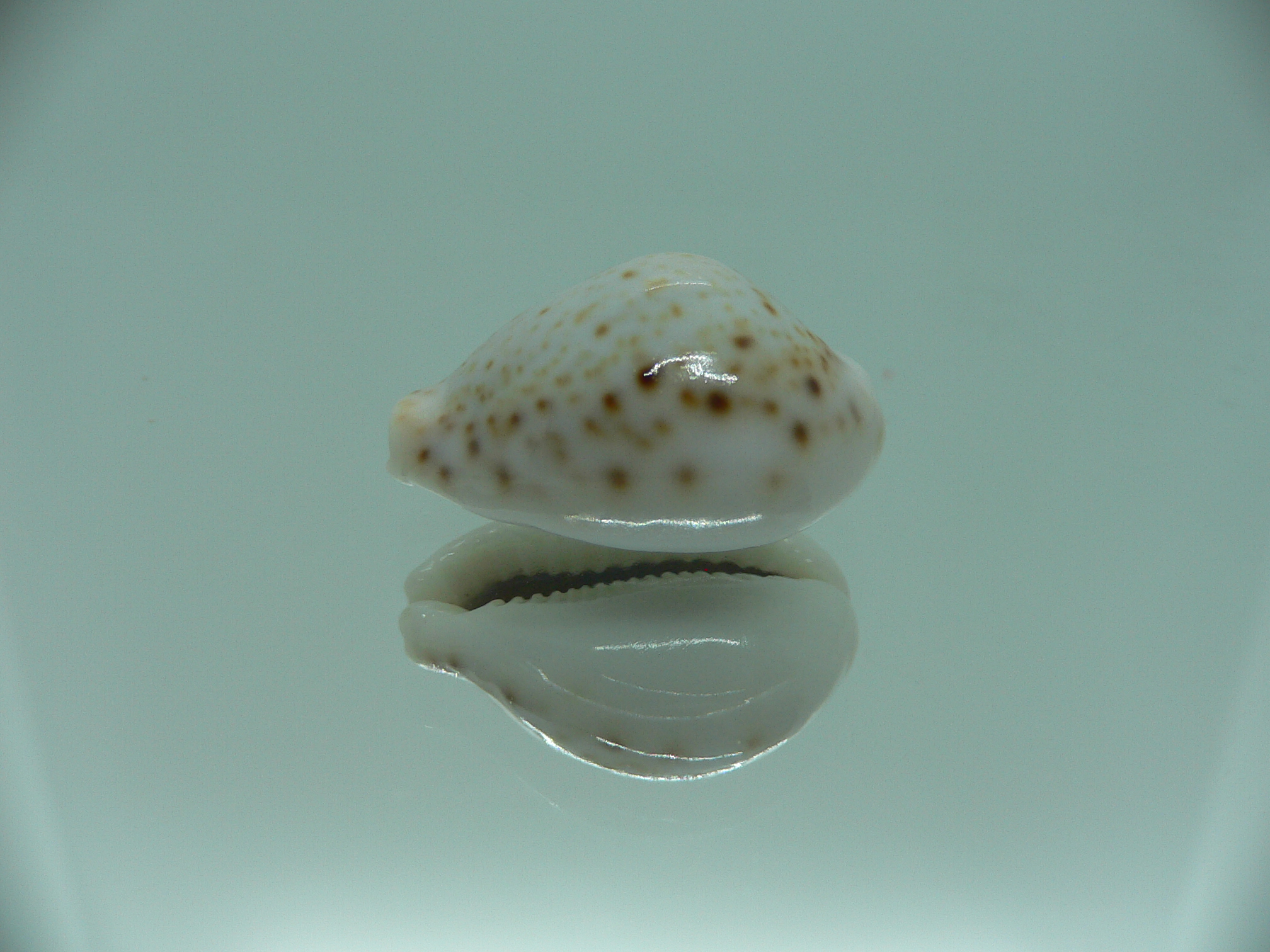 Cypraea turdus pardalina (var.)