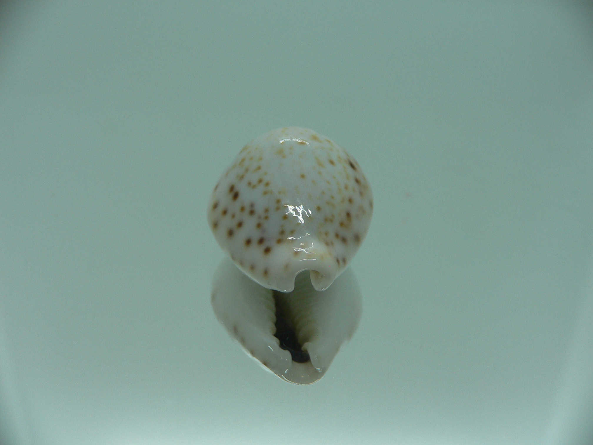 Cypraea turdus pardalina (var.)