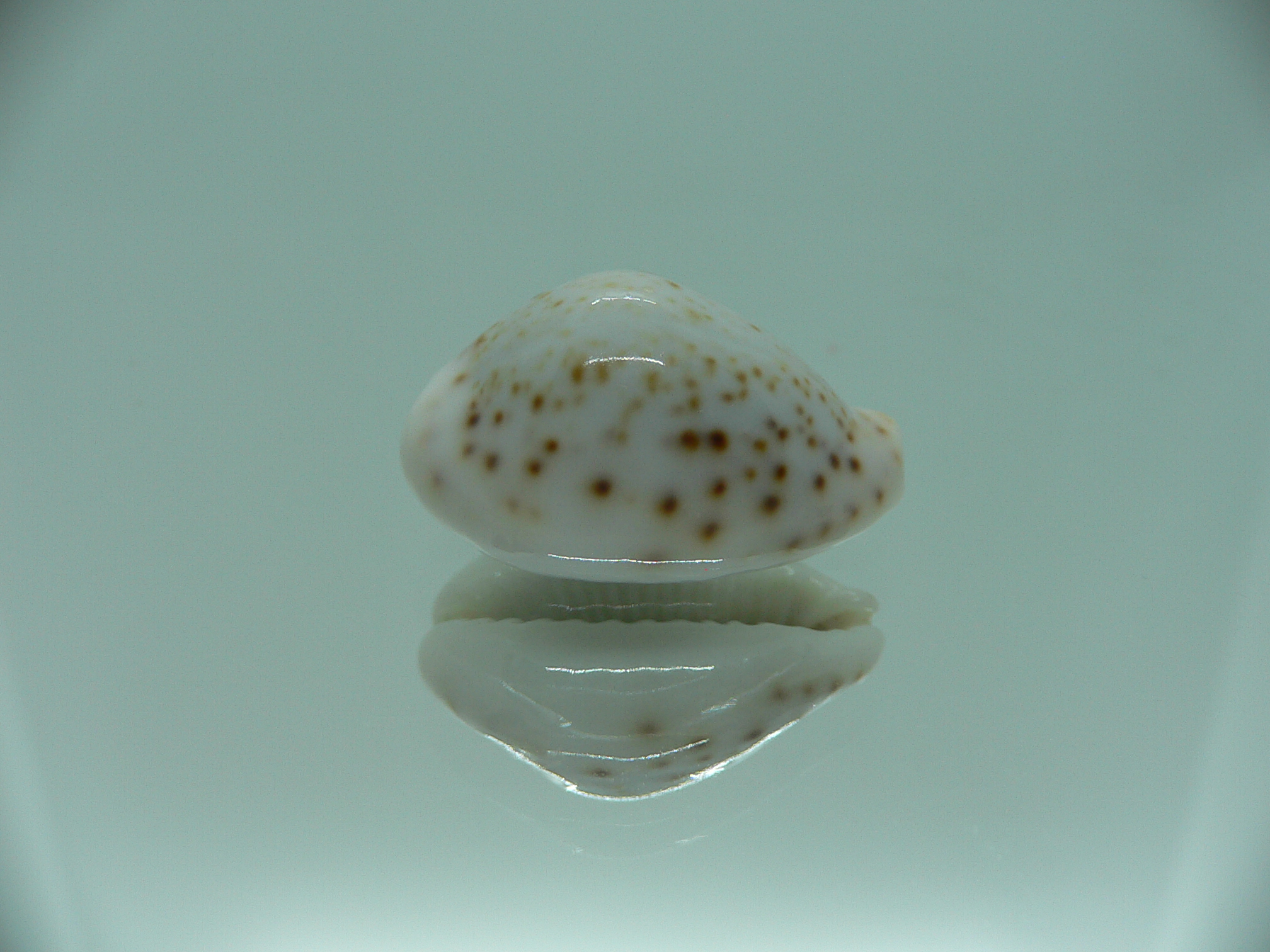 Cypraea turdus pardalina (var.)