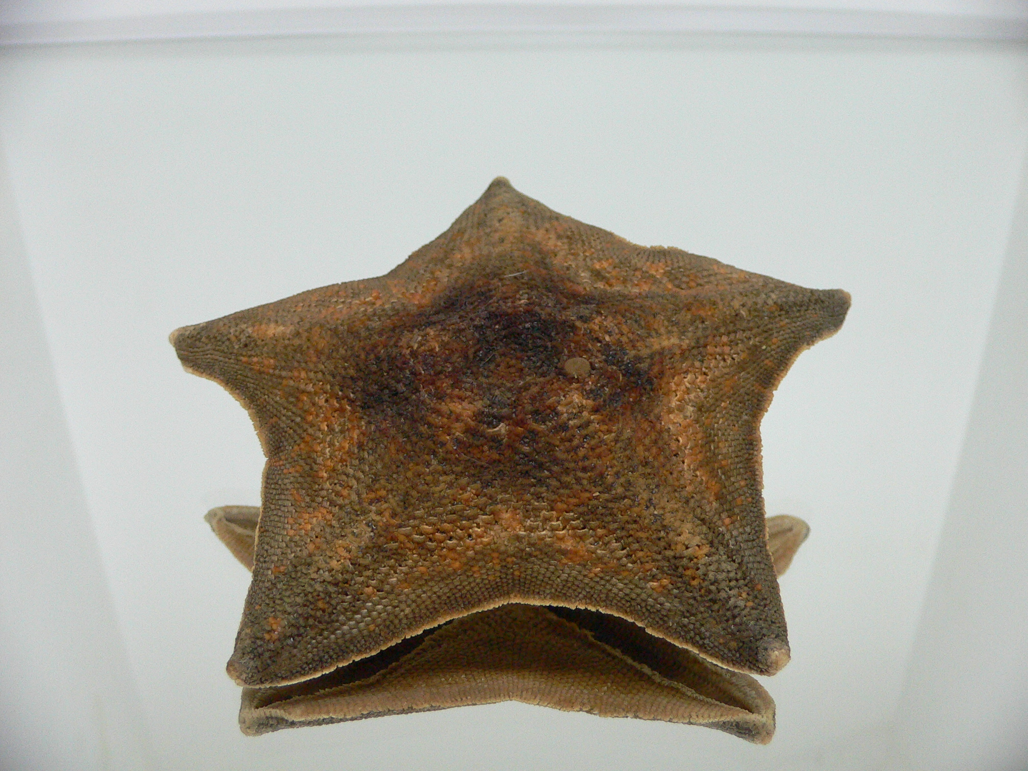 Patiria pectinifera 10