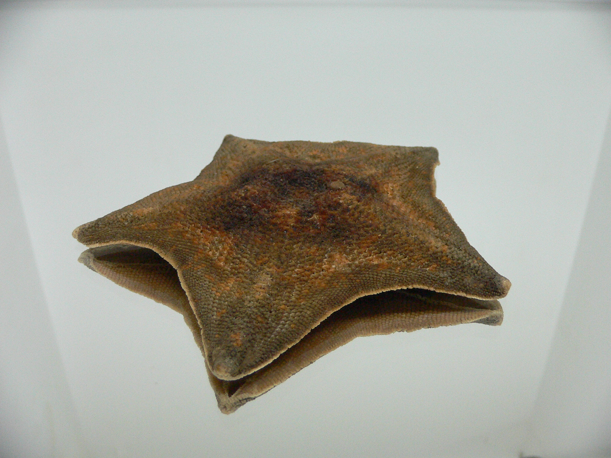 Patiria pectinifera 10