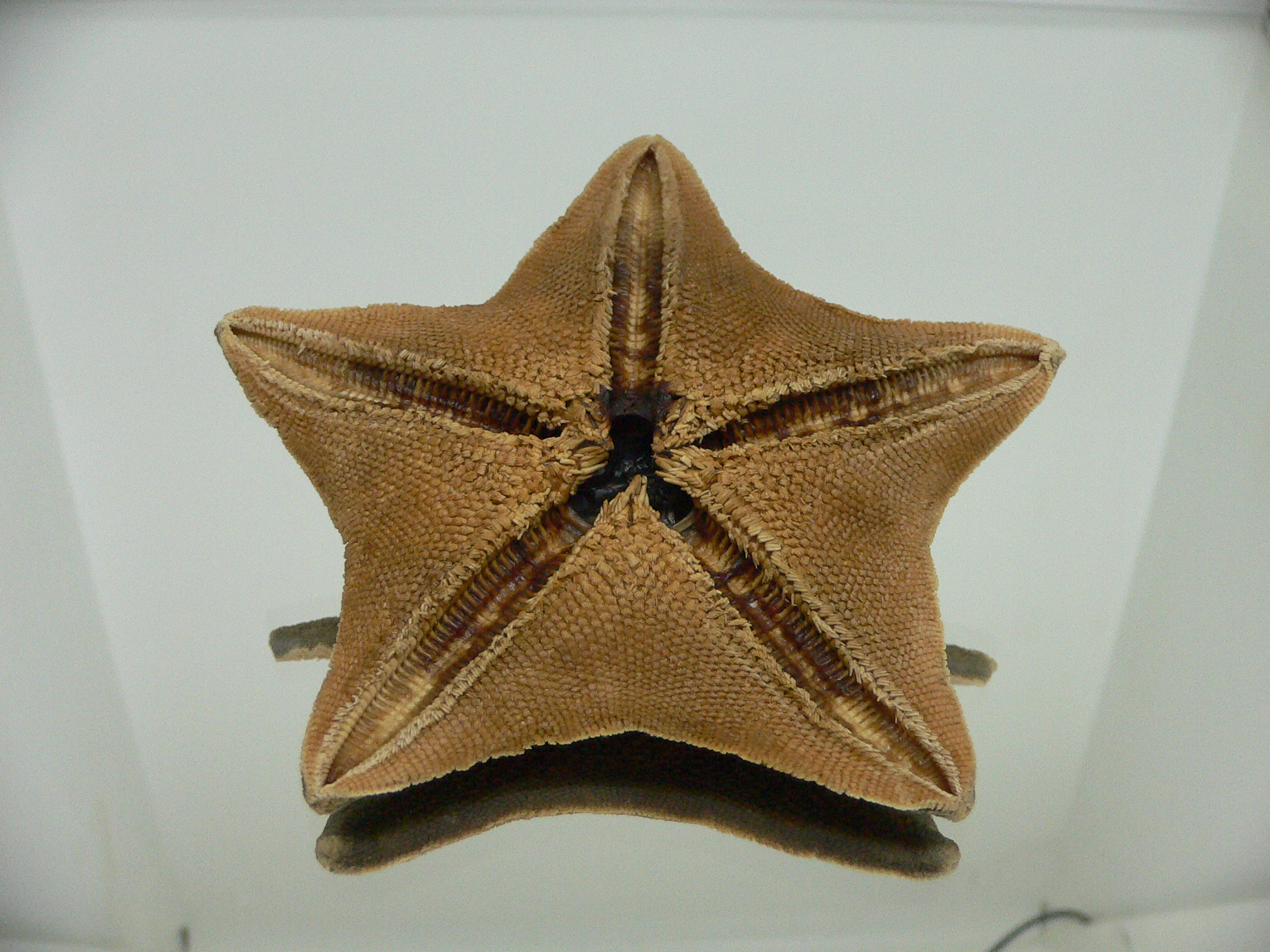 Patiria pectinifera 10